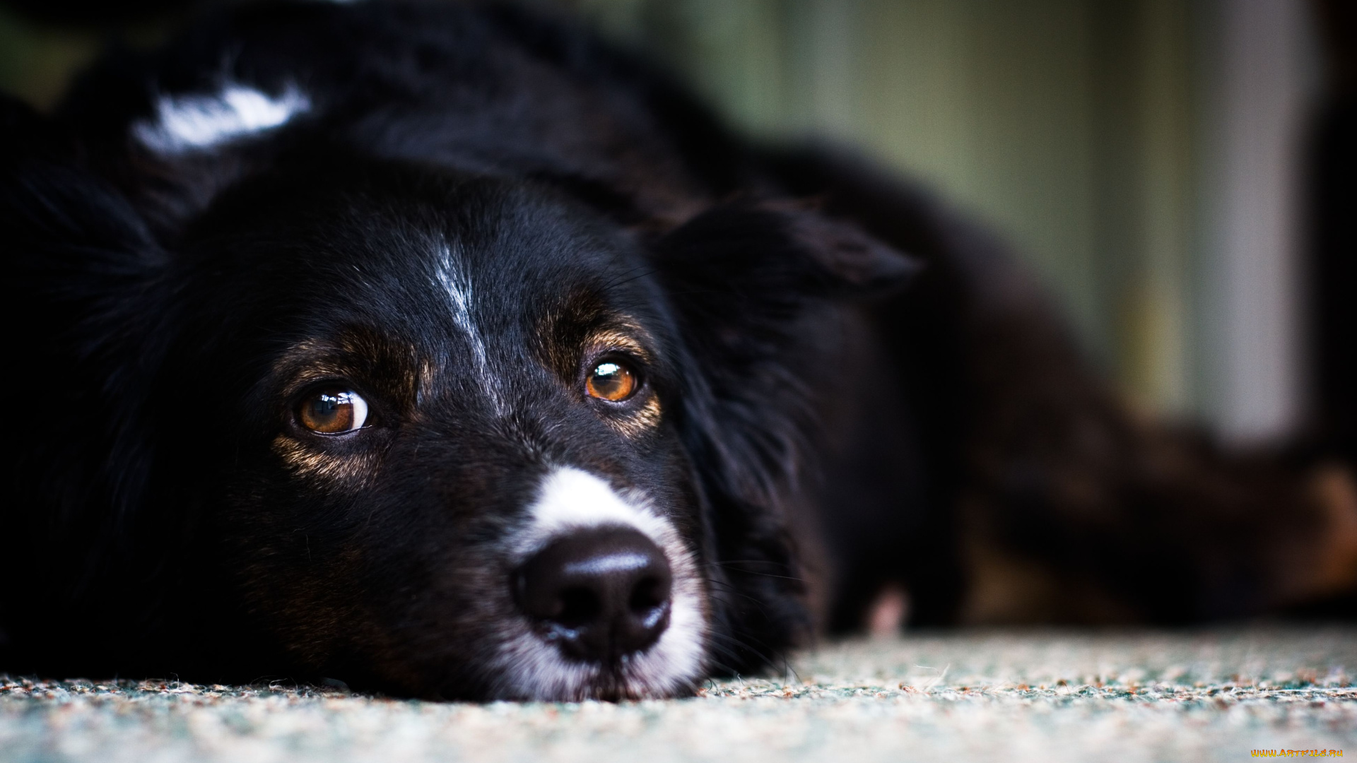 животные, собаки, глаза, dog