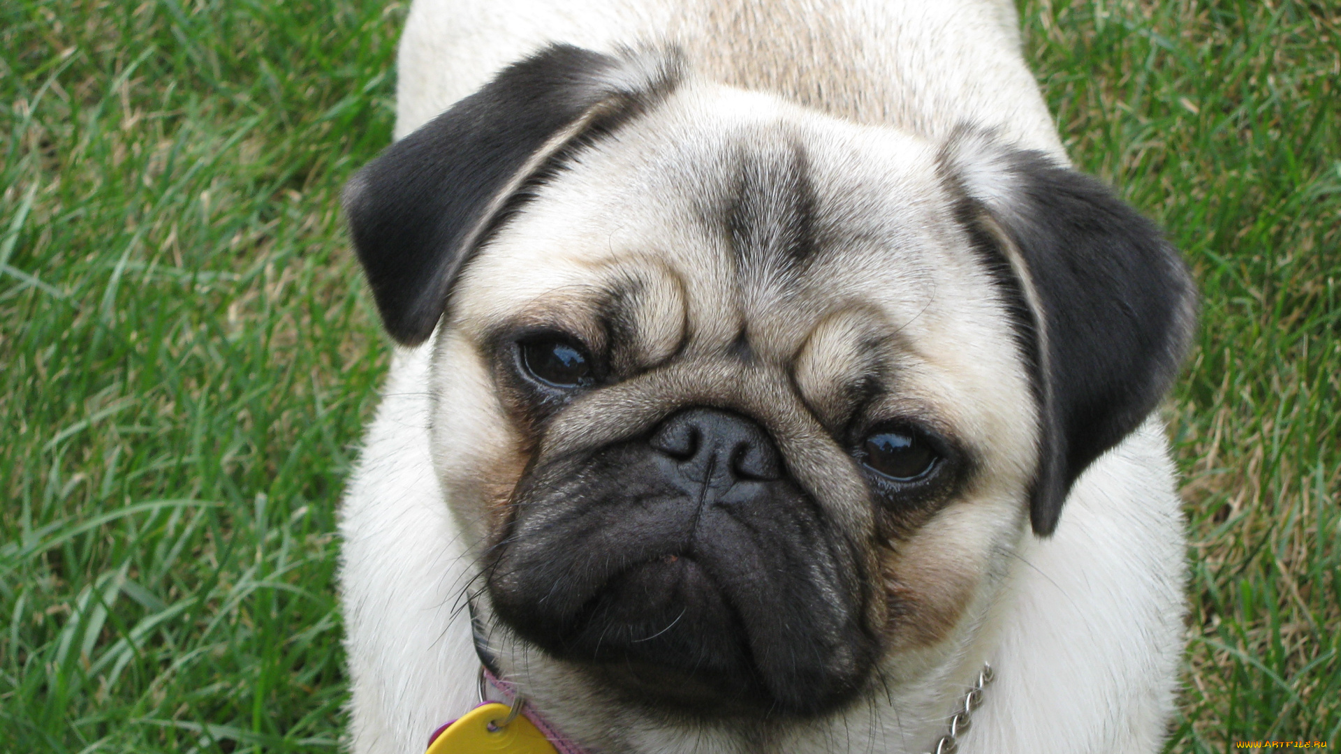 животные, собаки, мопс