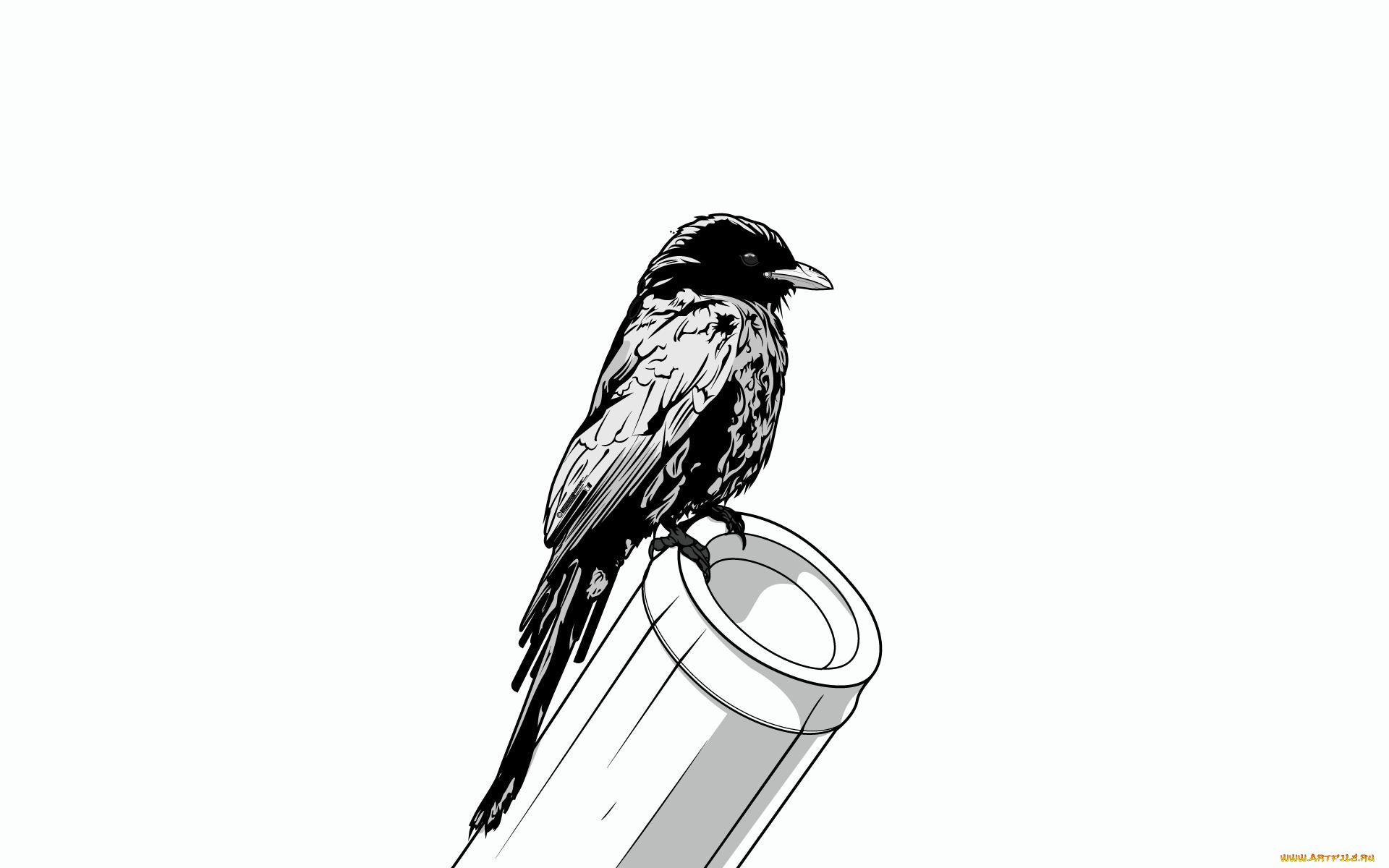 рисованные, минимализм, птичка