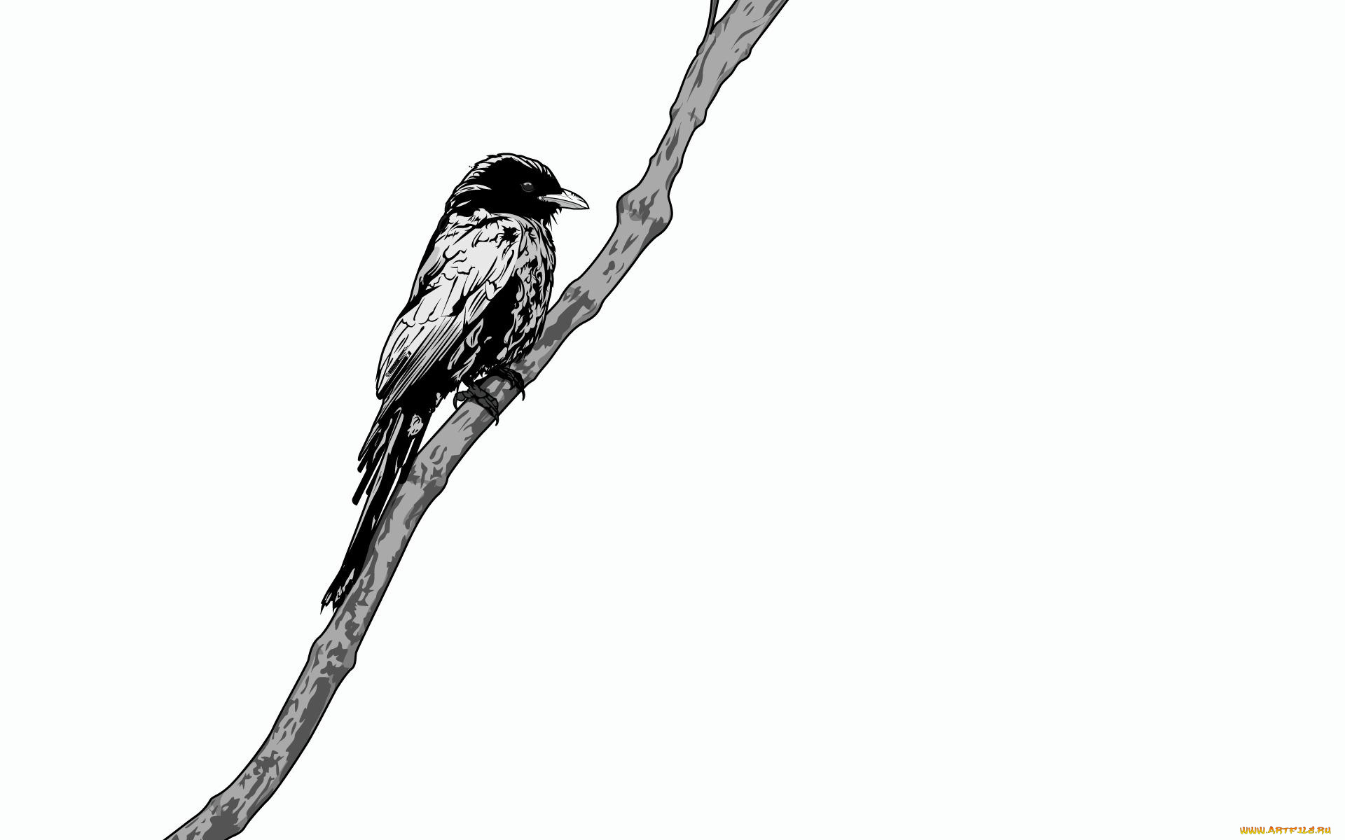 рисованные, животные, ветка, птичка