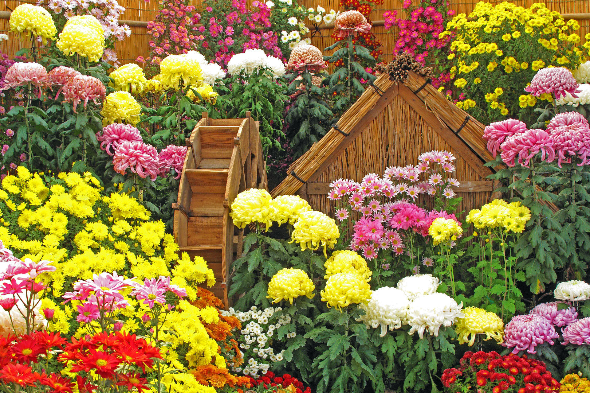 цветы, хризантемы, листья, лепестки