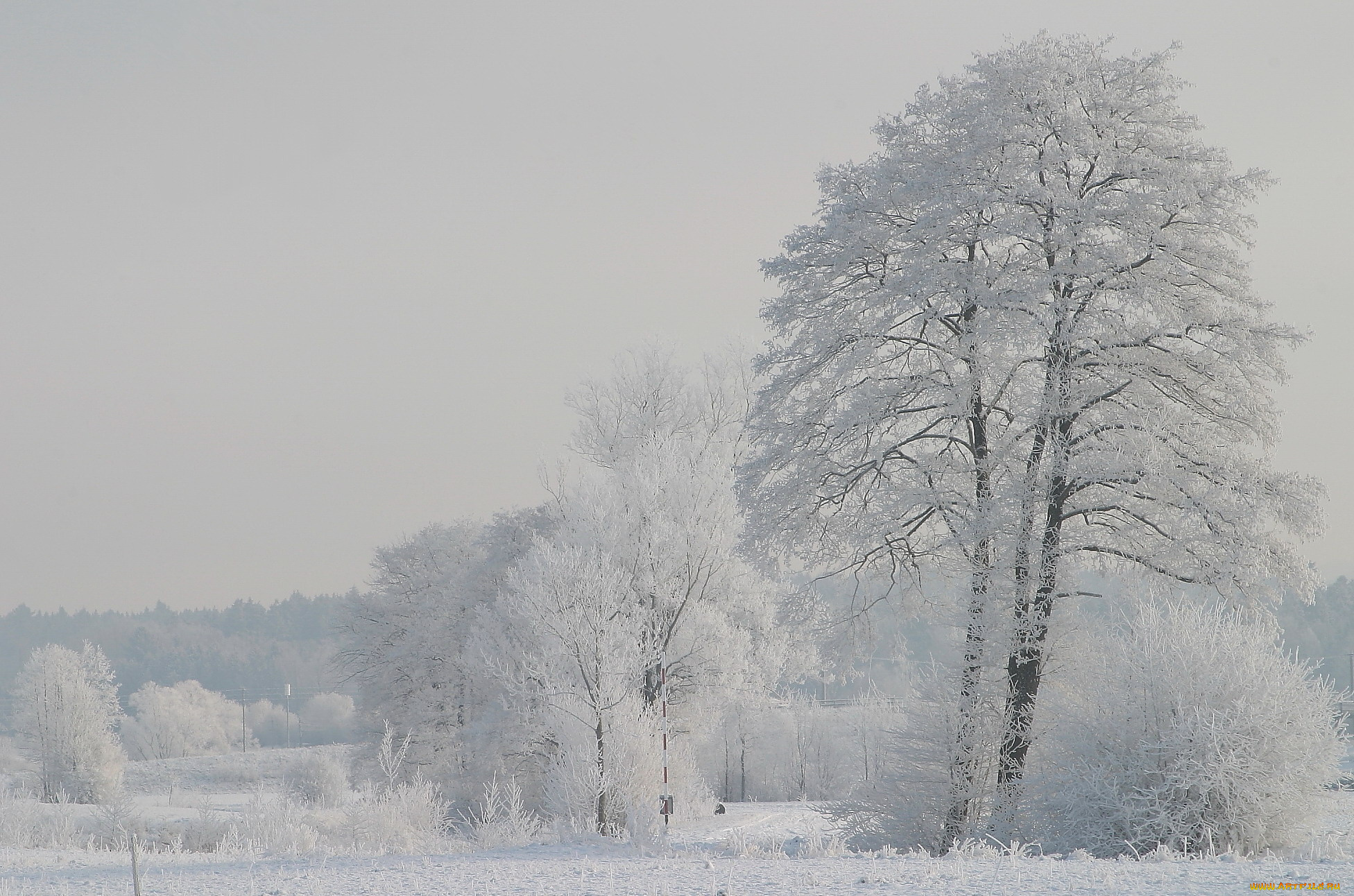 природа, зима, снег, дымка, белизна, иней