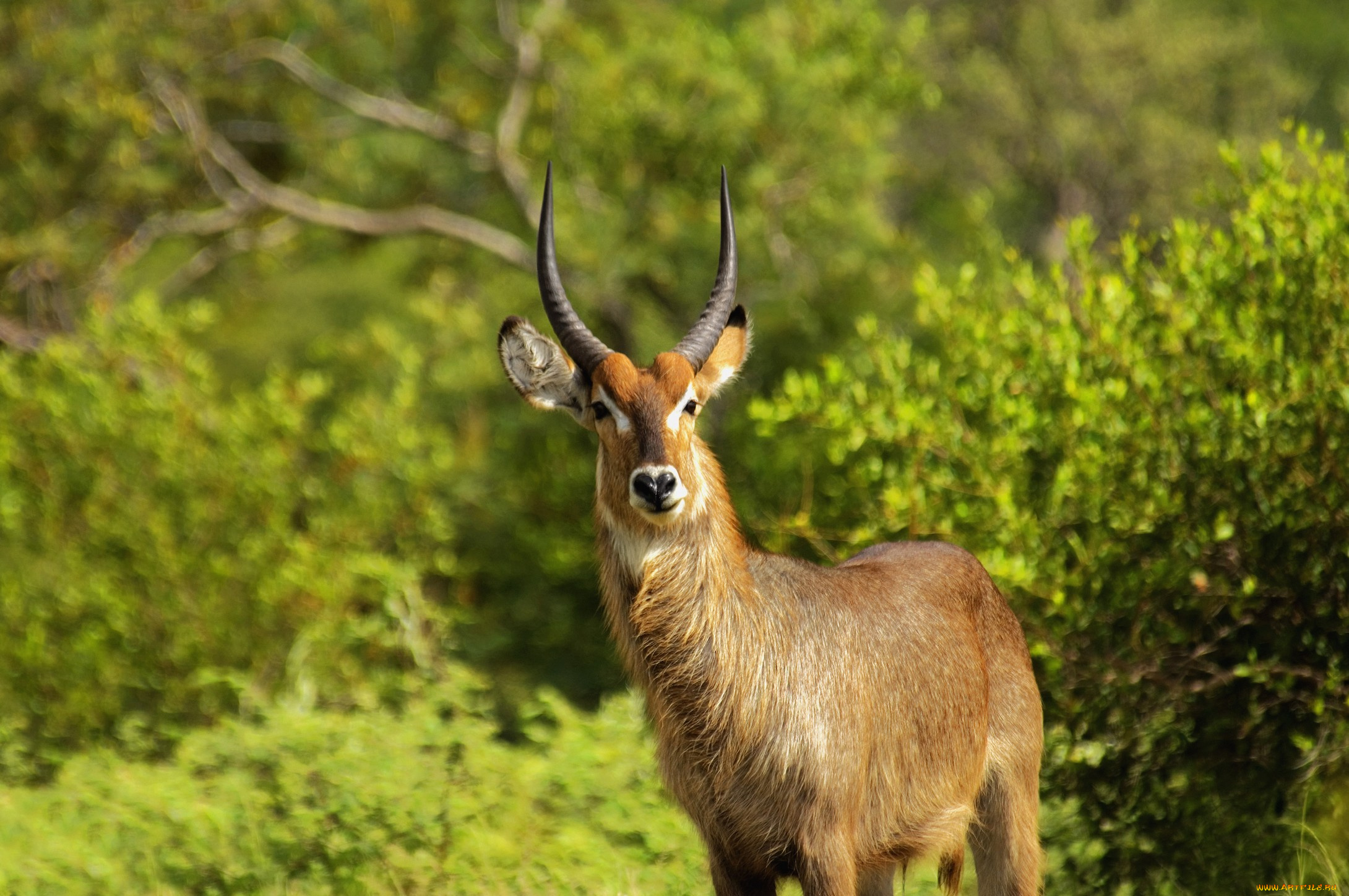животные, антилопы, лето, кусты, трава