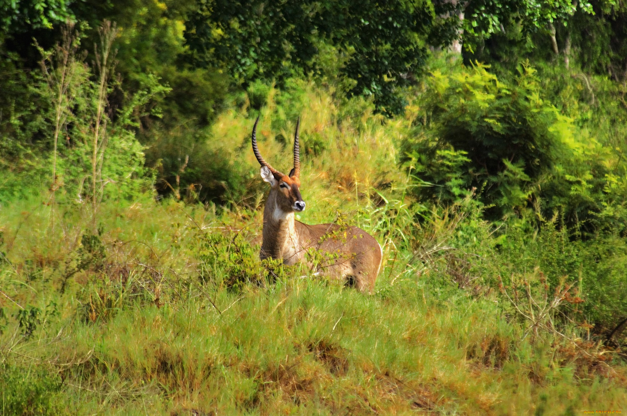 животные, антилопы, трава, кусты, лето