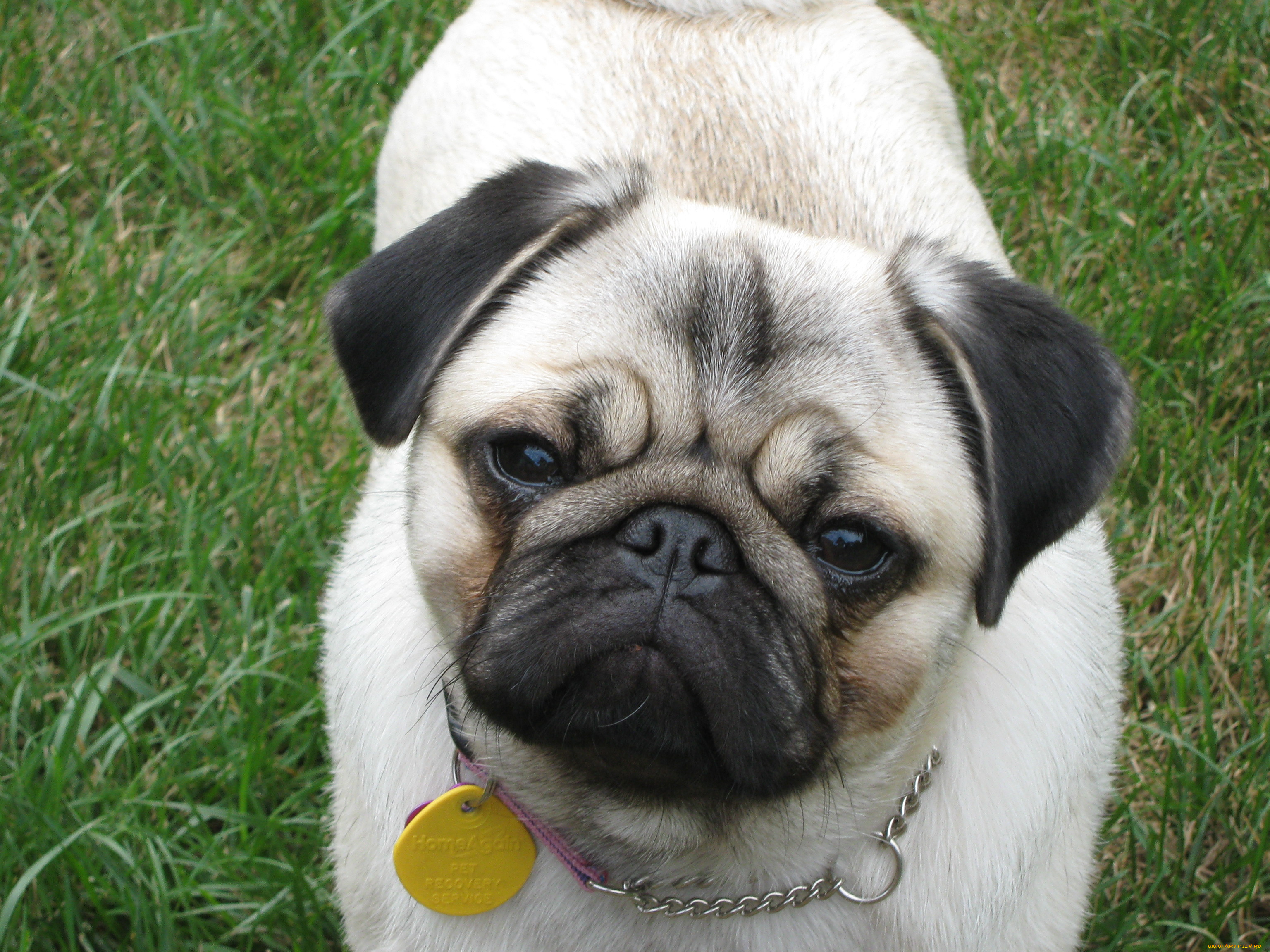 животные, собаки, мопс