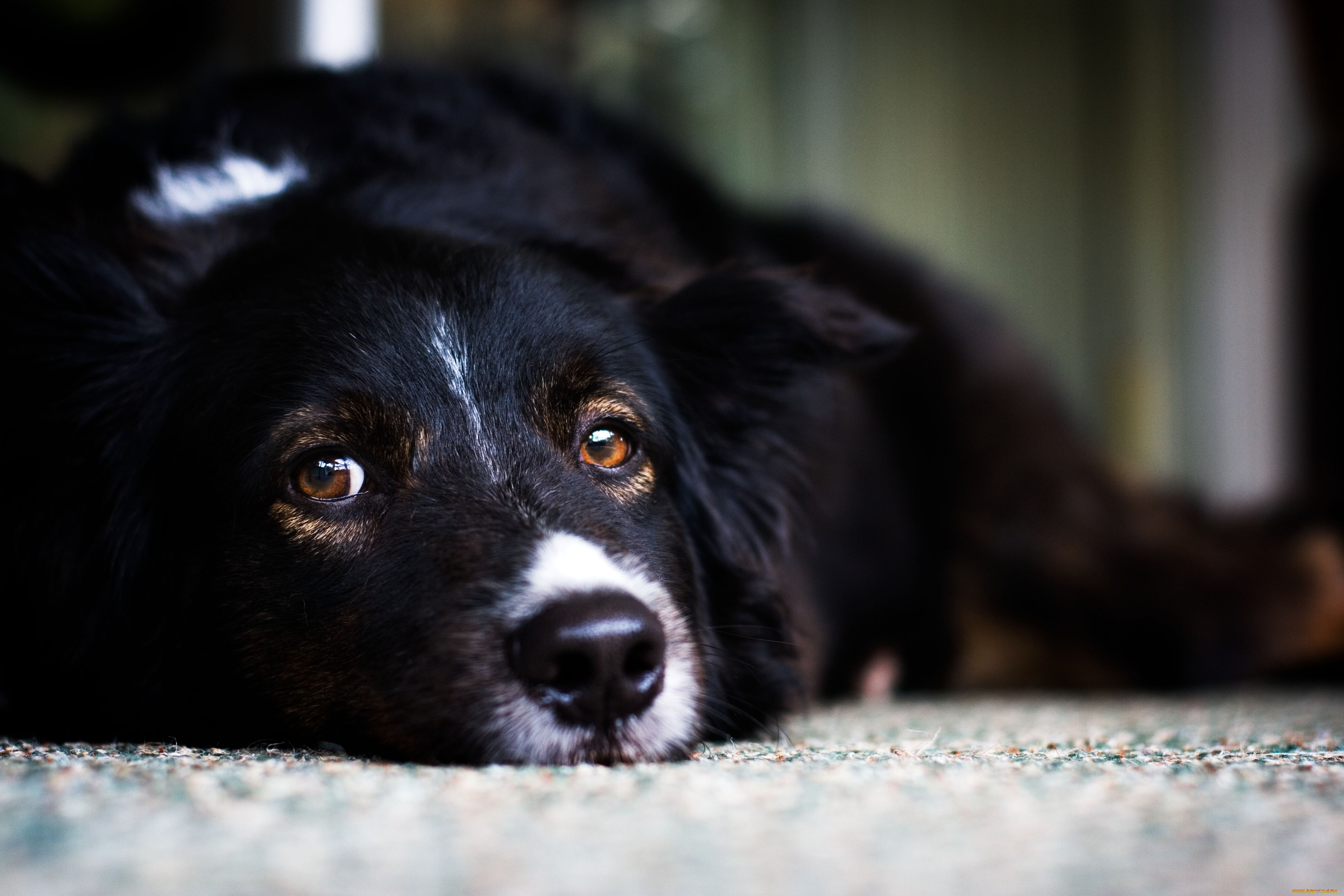 животные, собаки, глаза, dog