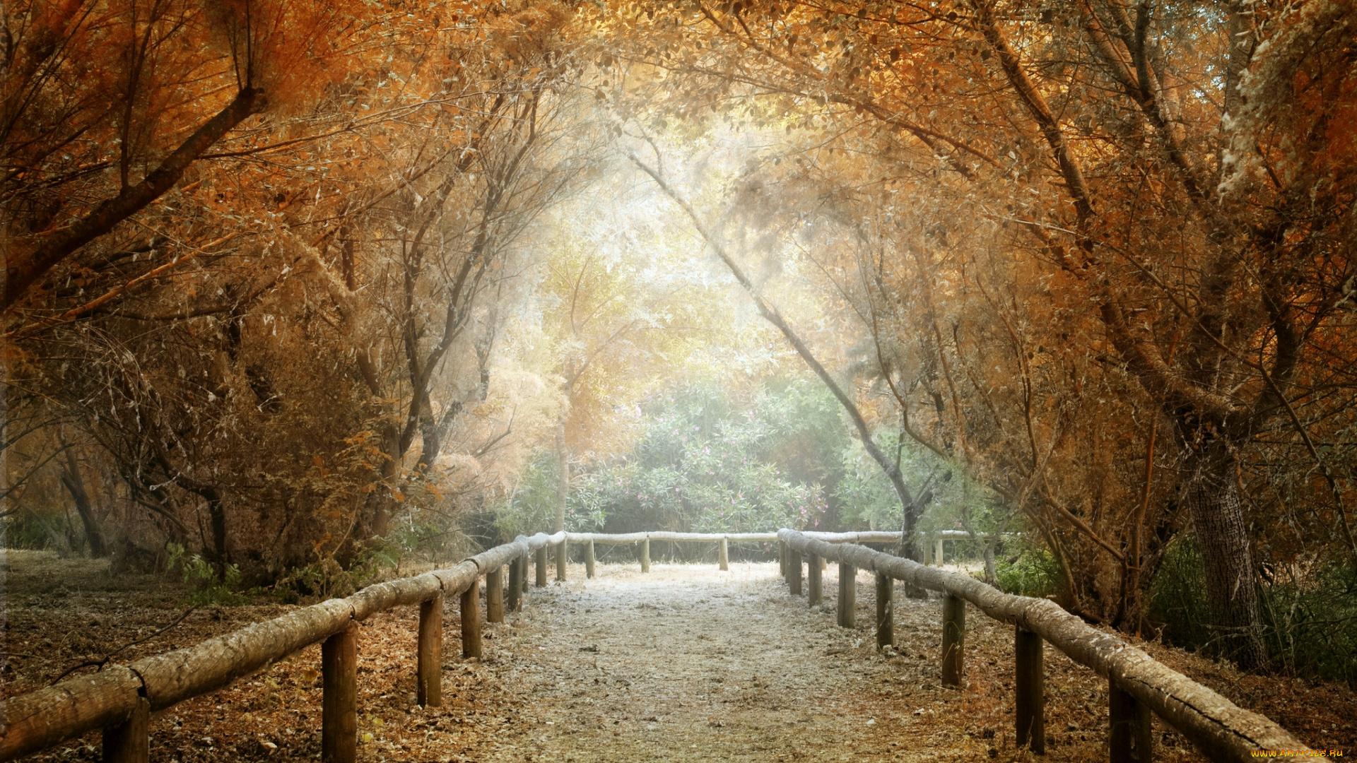 природа, дороги, листва, изгородь, туман, лес, осень, дорога
