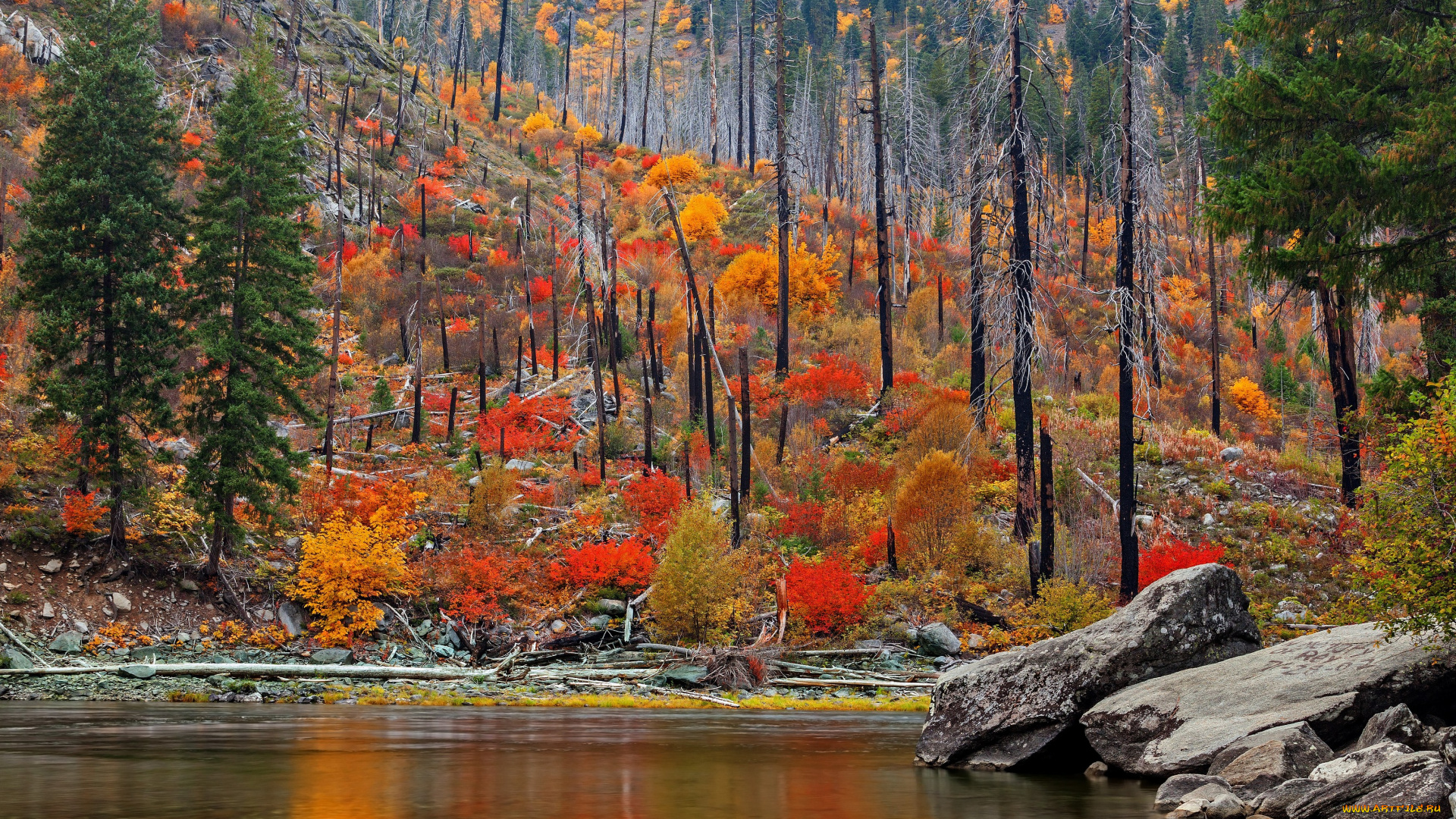 природа, лес, осень