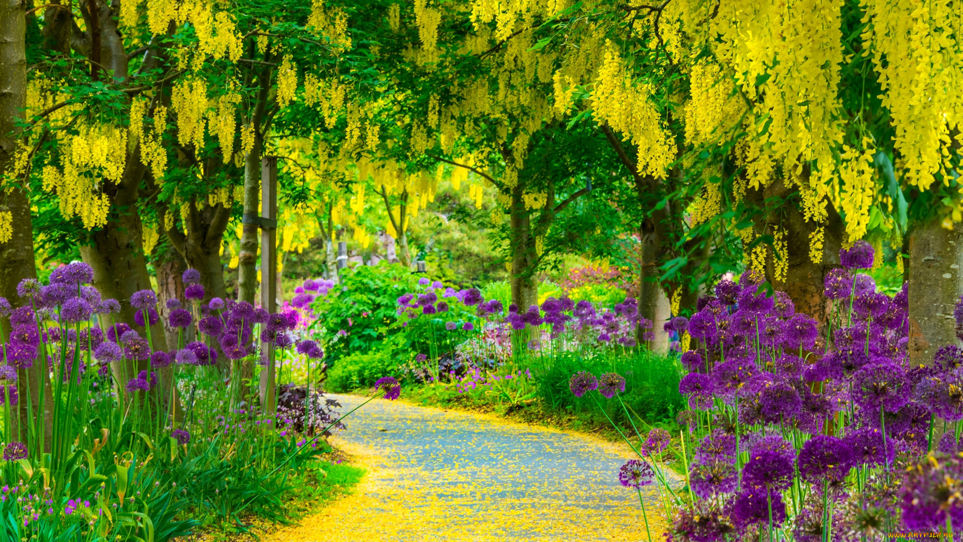 природа, парк, дорожка, цветы, вистерия, глициния