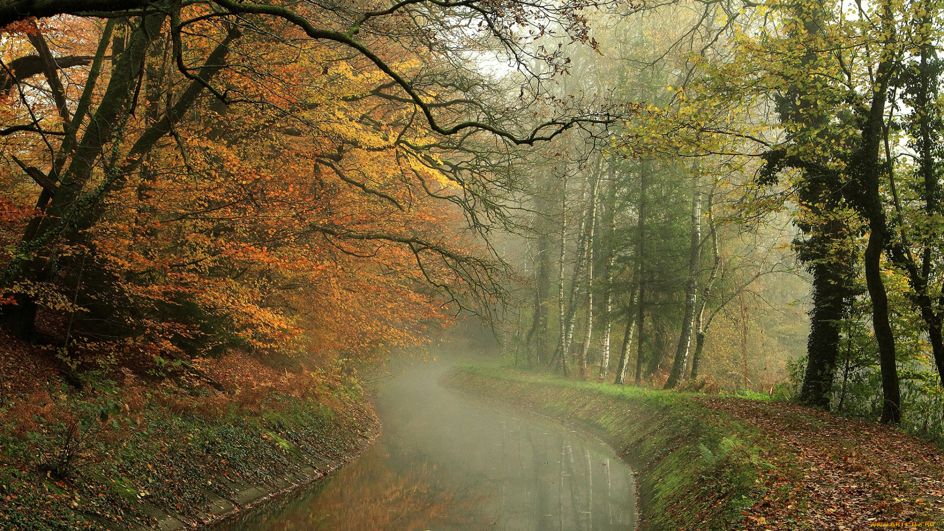 природа, реки, озера, лес, туман, река, листва, осень