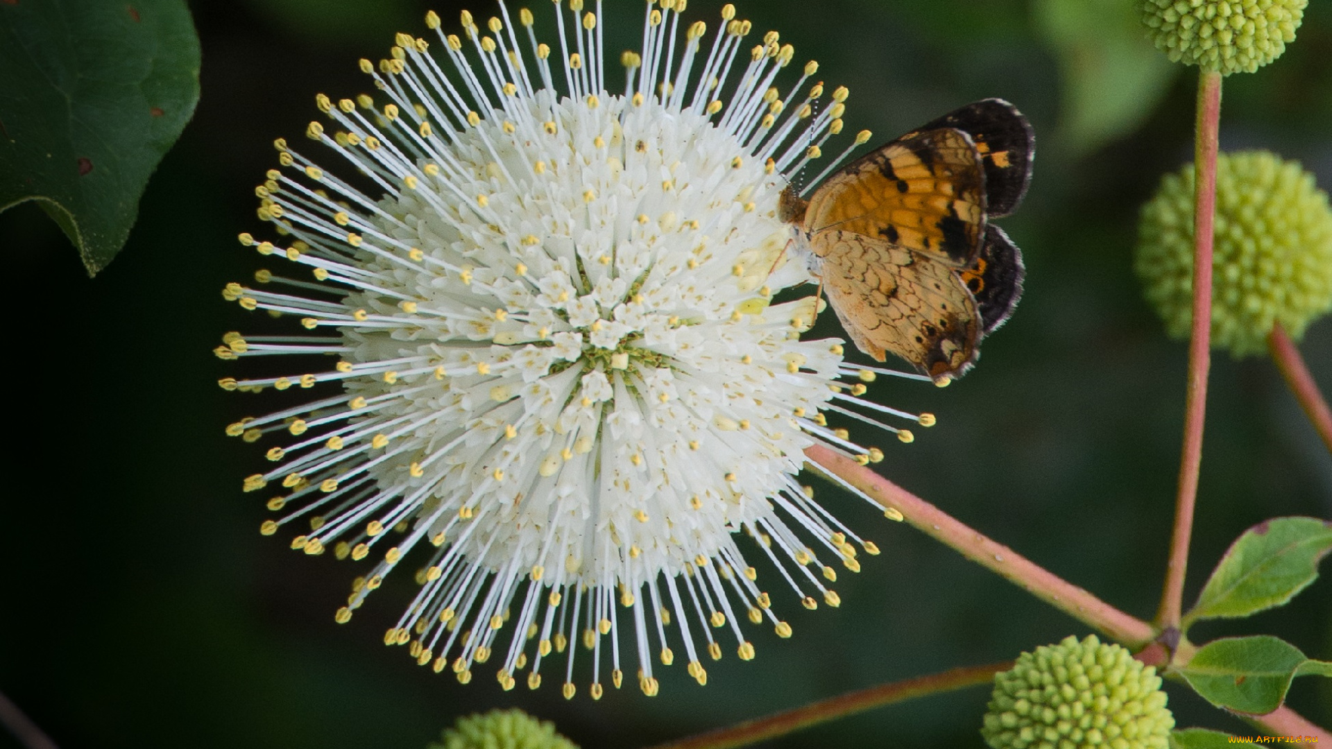 животные, бабочки, , мотыльки, , моли, бабочка, цветок