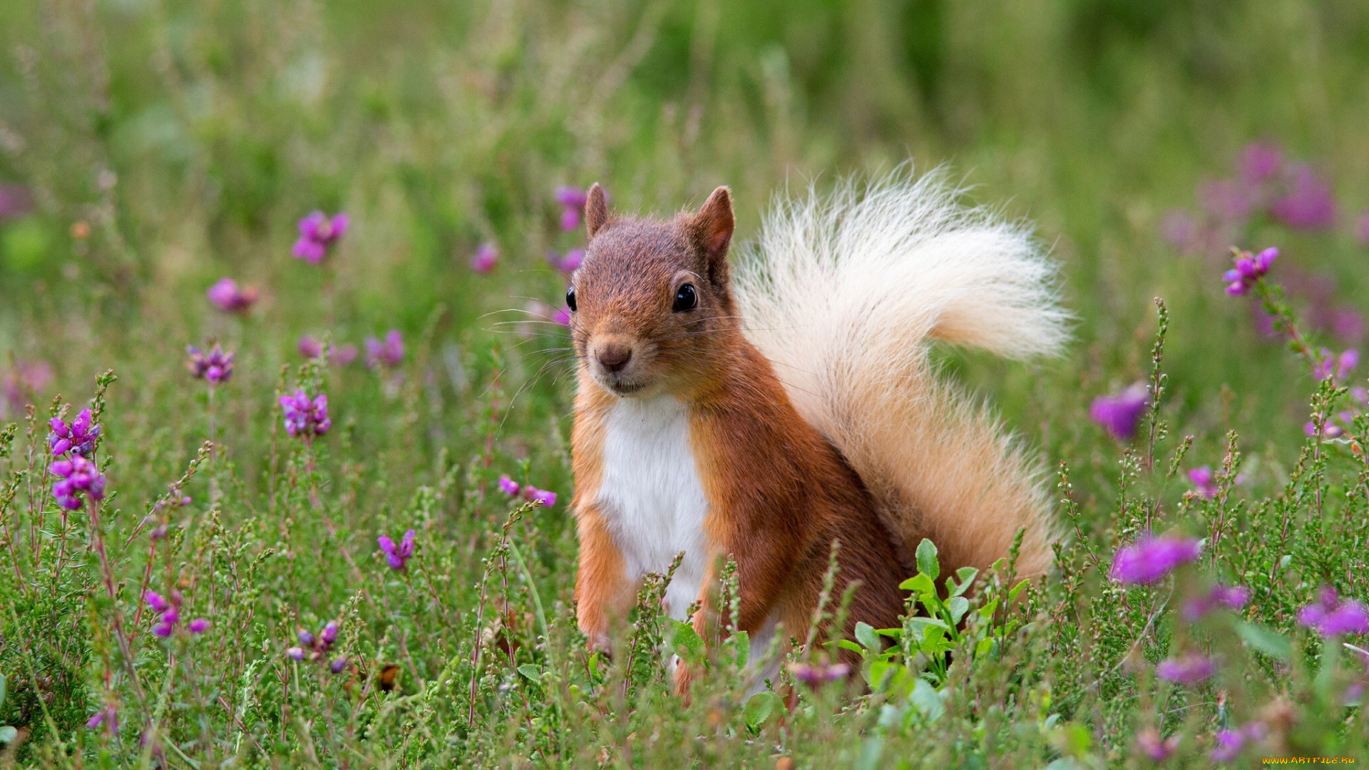животные, белки, белка, цветы, рыжая