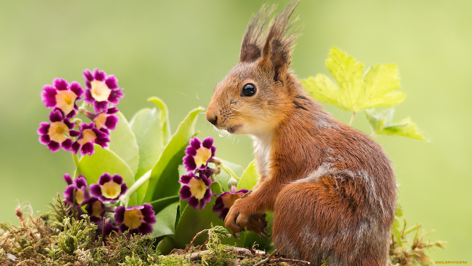 животные, белки, природа, белка, цветы