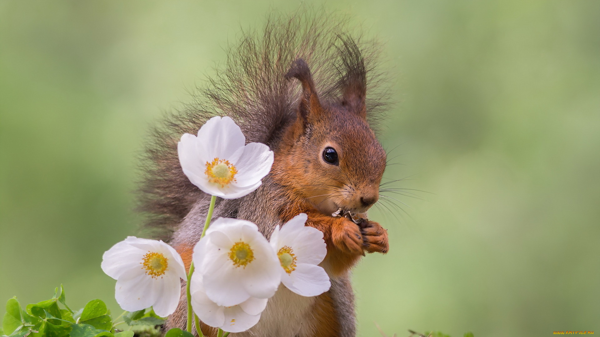 животные, белки, природа, цветы, белка