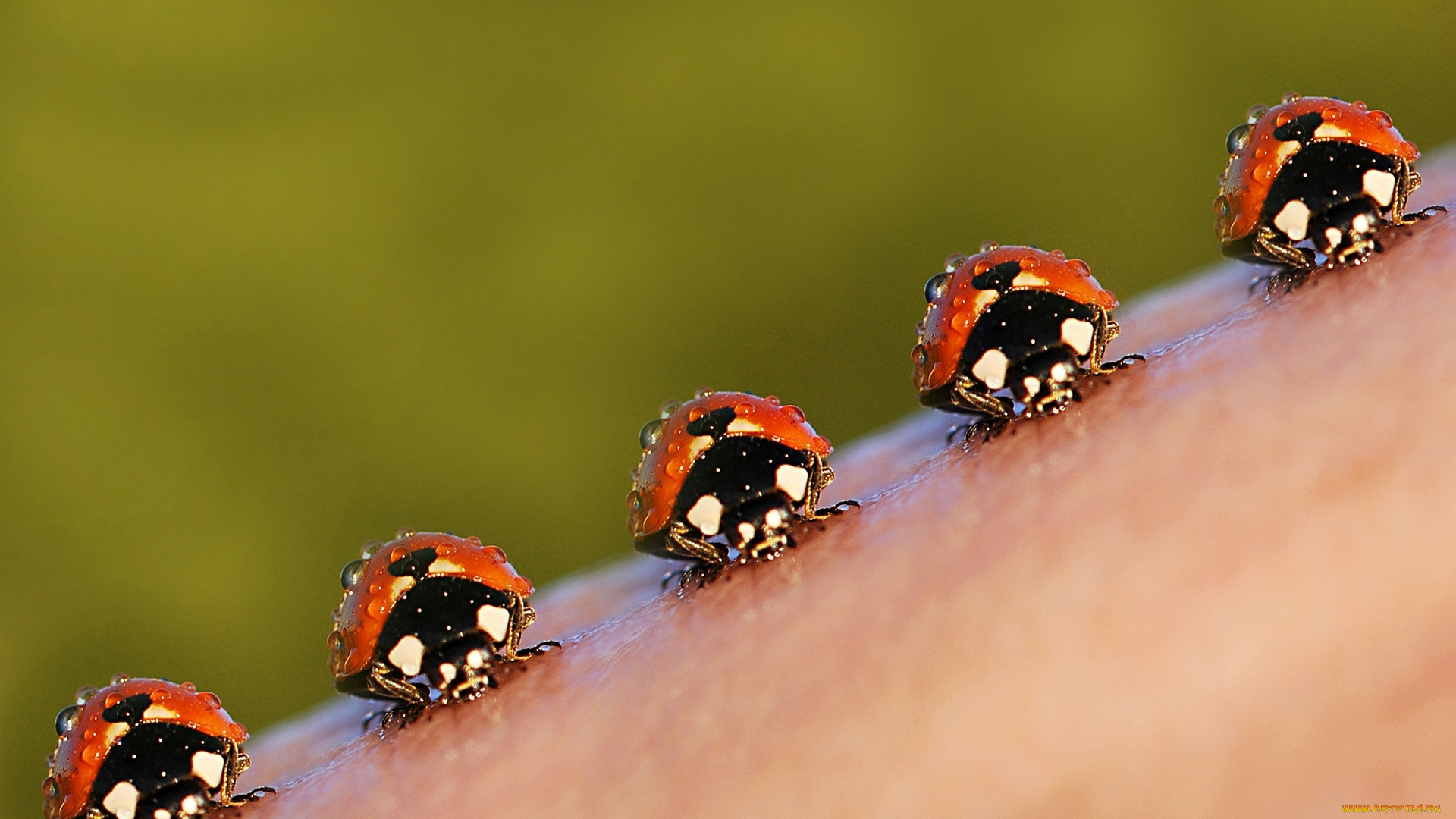 животные, божьи, коровки, насекомие, роса, капли