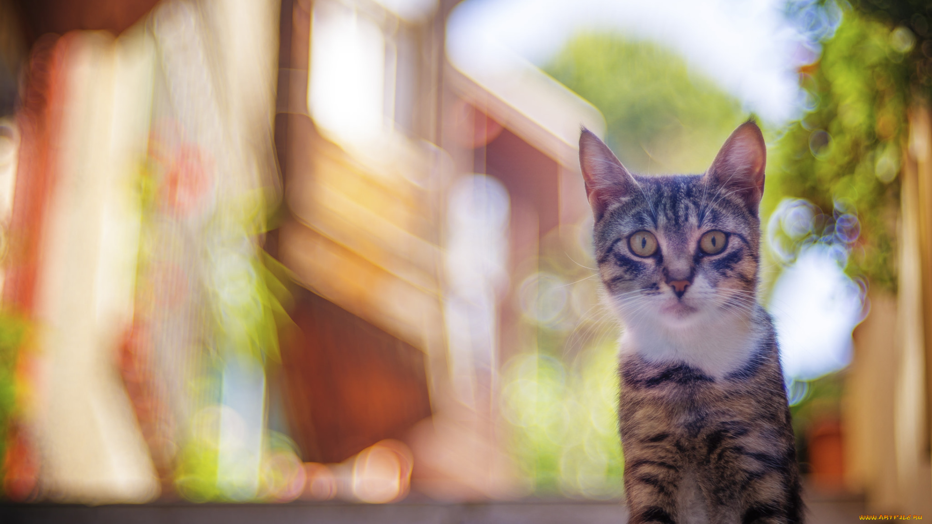 животные, коты, киса, ушки, усы, взгляд, коте