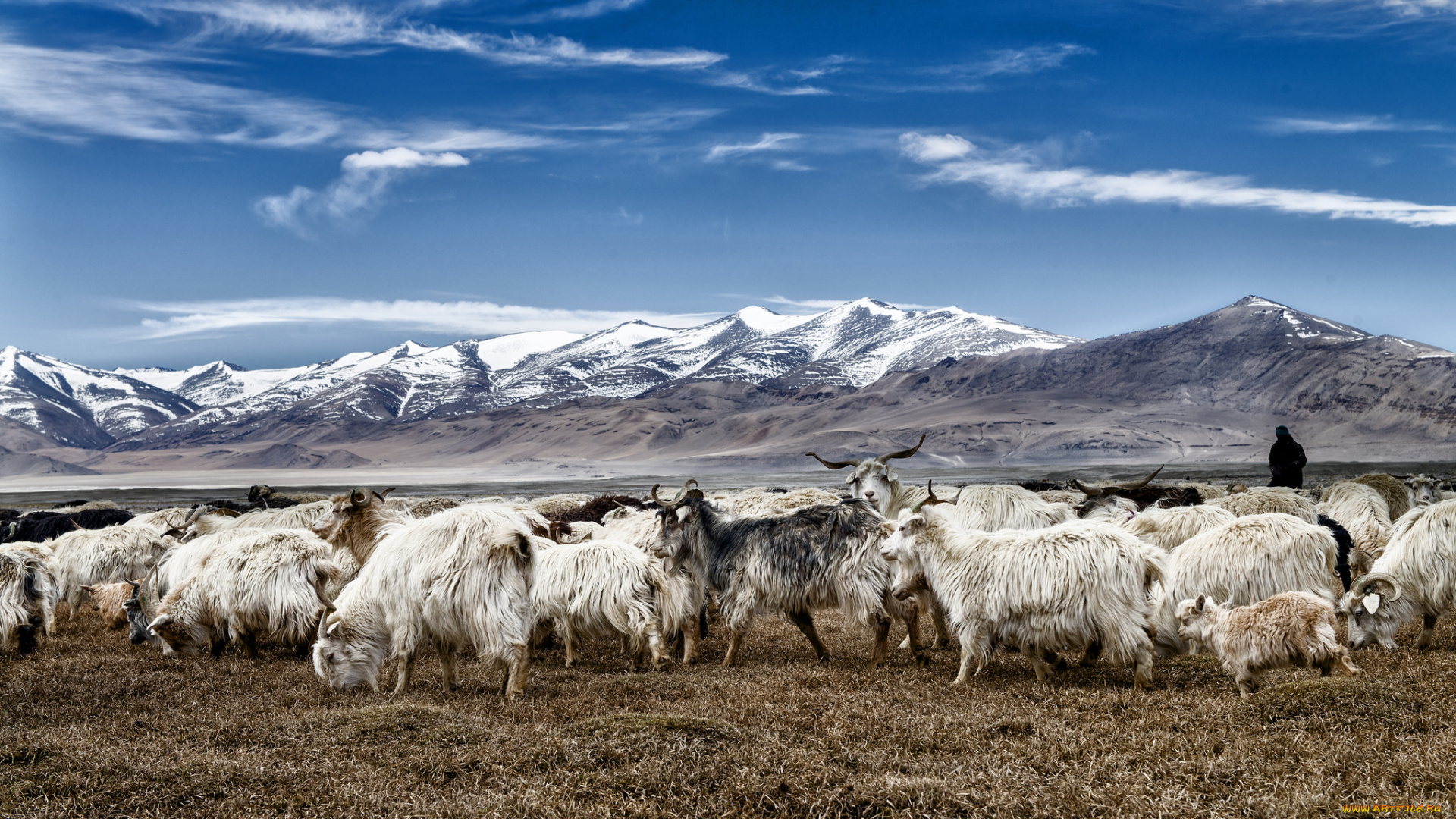 животные, козы, горы, стадо, небо, облака