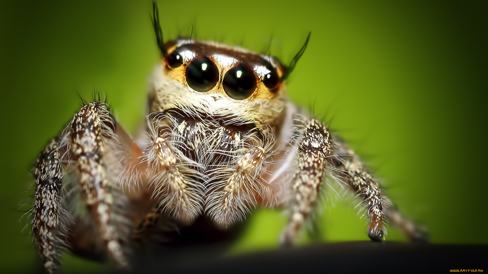 животные, пауки, глаза, паук, макросъемка