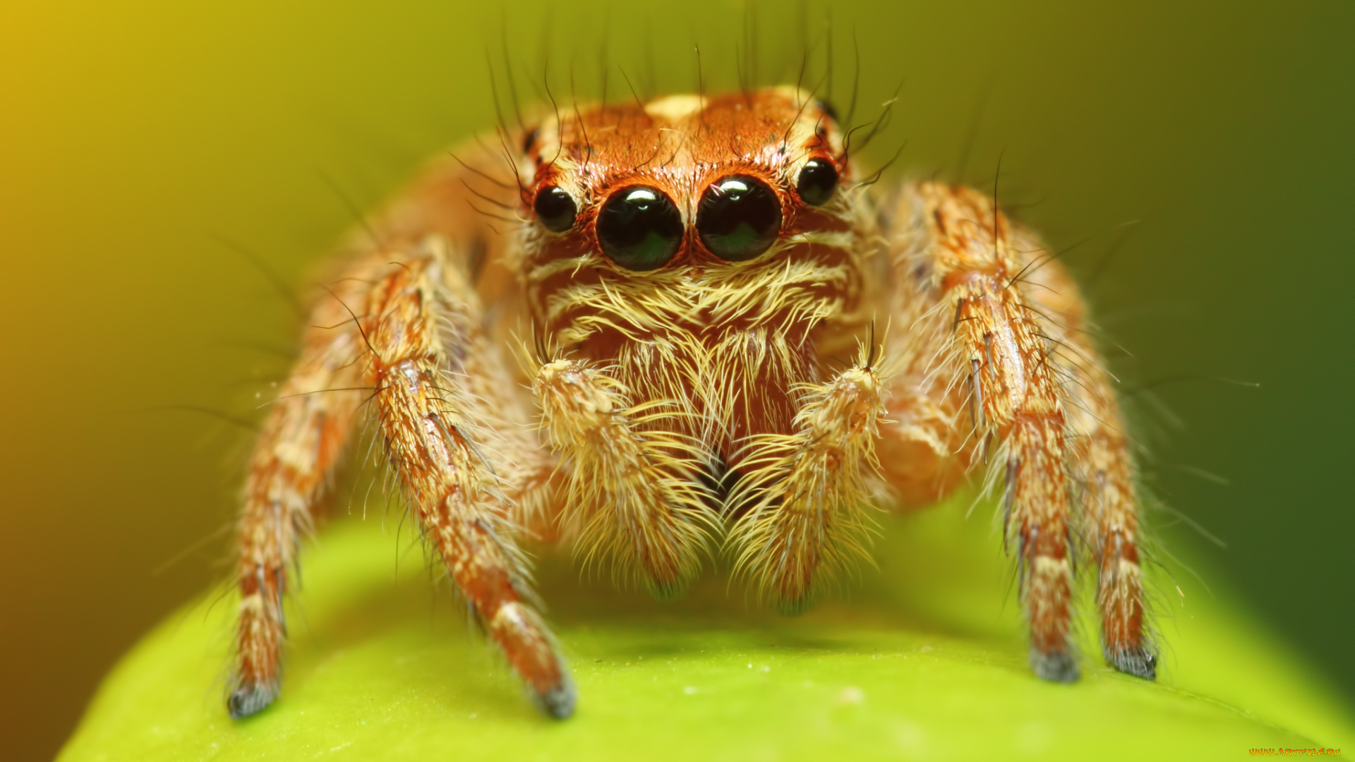 животные, пауки, глаза, паук, макросъемка
