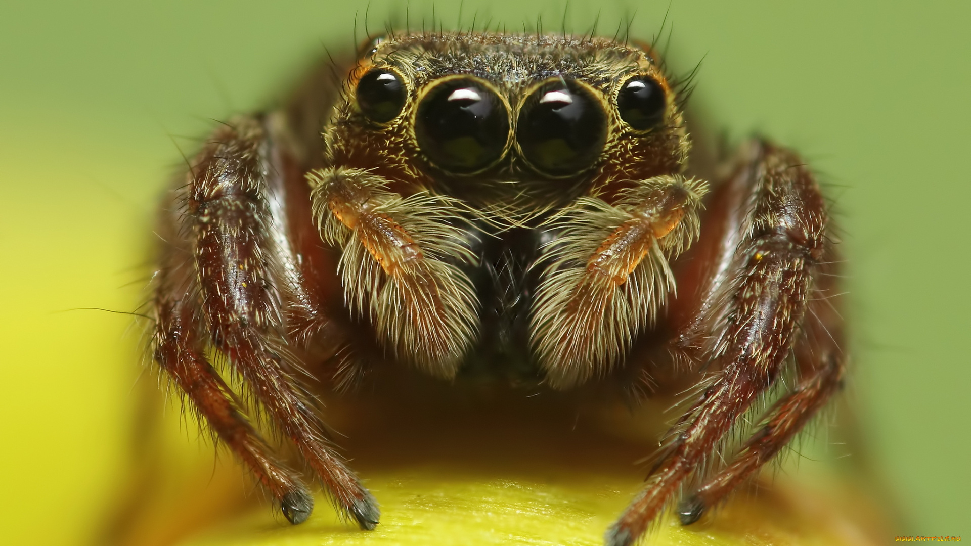 животные, пауки, глаза, паук, макросъемка