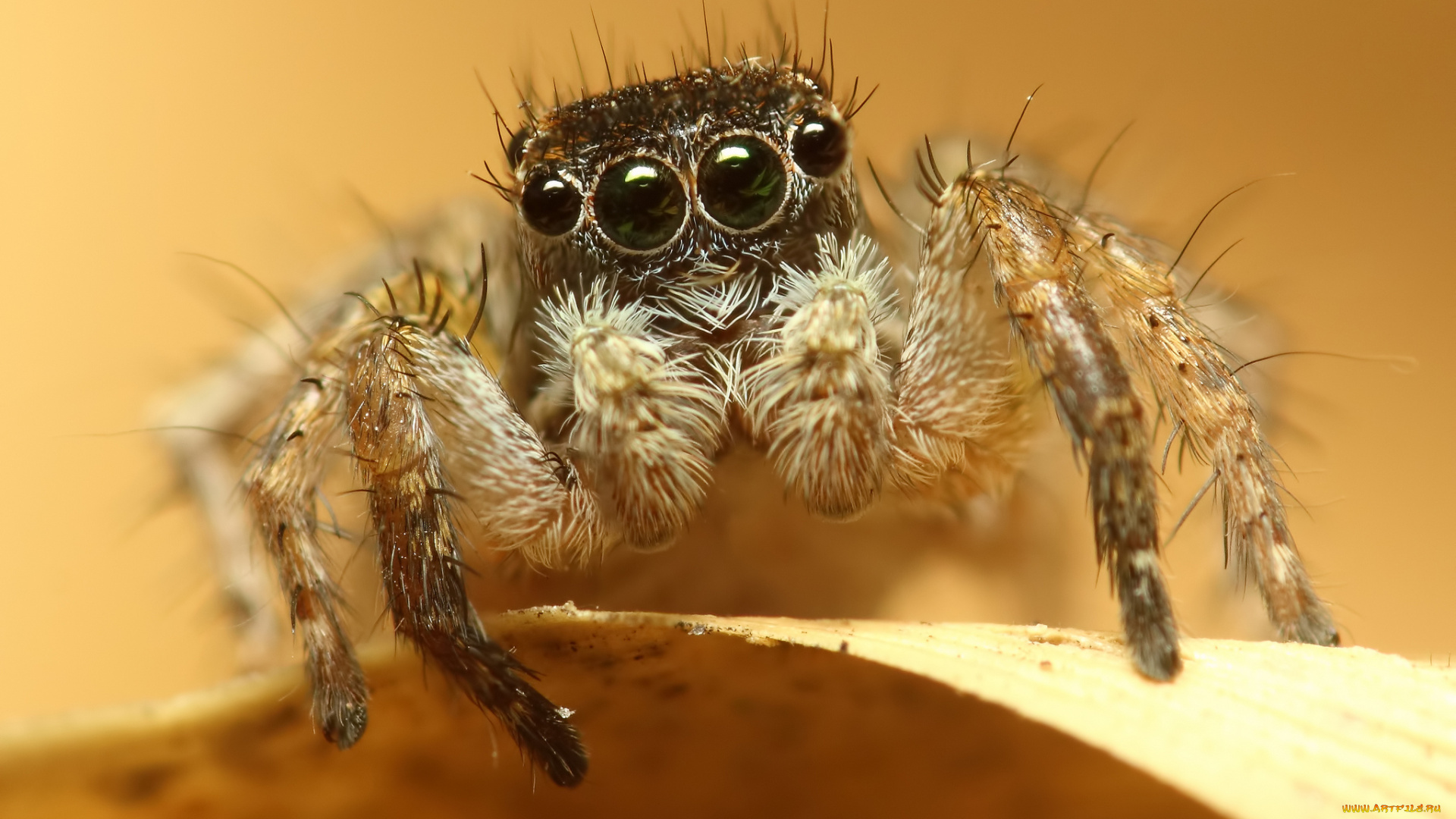 животные, пауки, глаза, паук, макросъемка