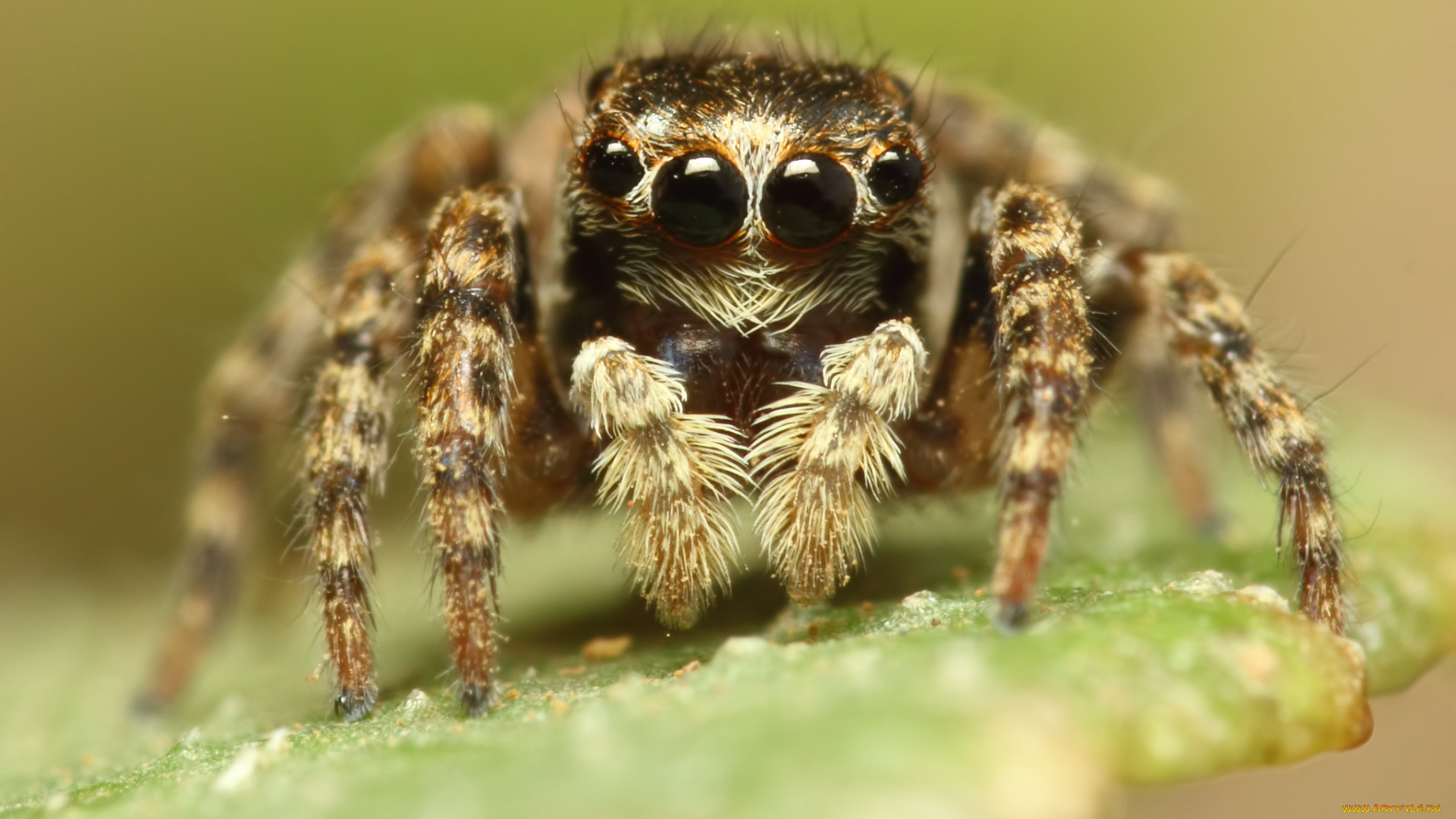 животные, пауки, макросъемка, глаза, паук