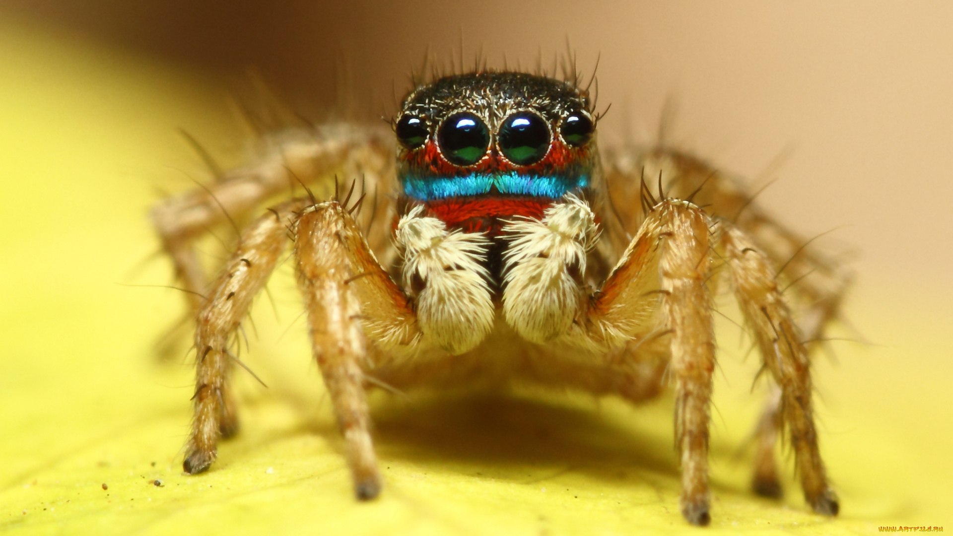 животные, пауки, макросъемка, глаза, паук