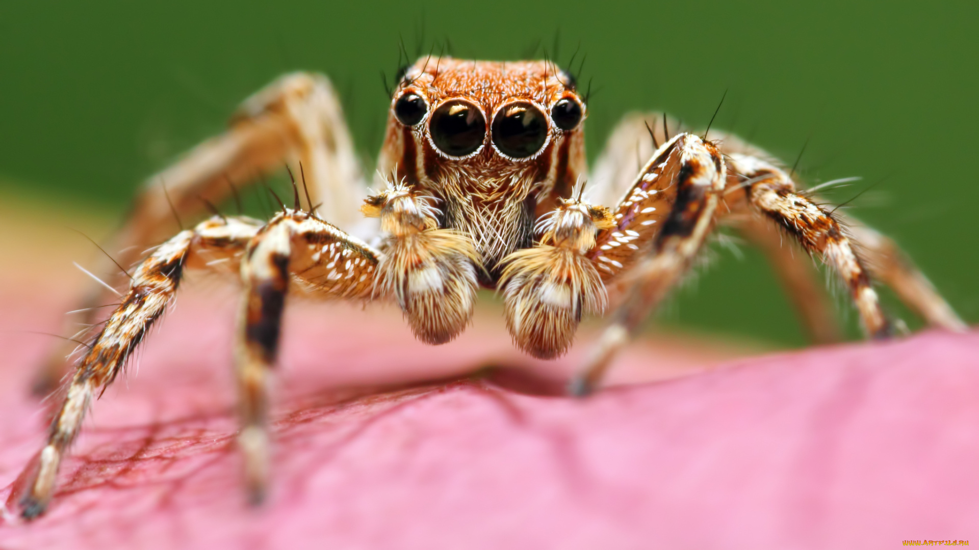 животные, пауки, макросъемка, глаза, паук
