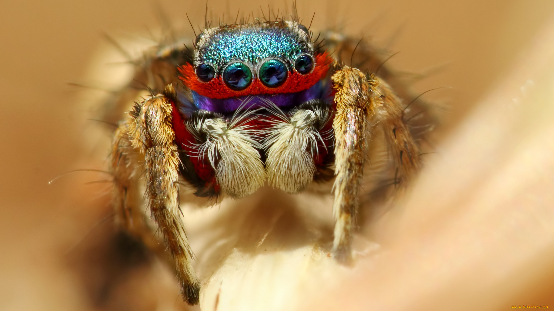 животные, пауки, макросъемка, глаза, паук