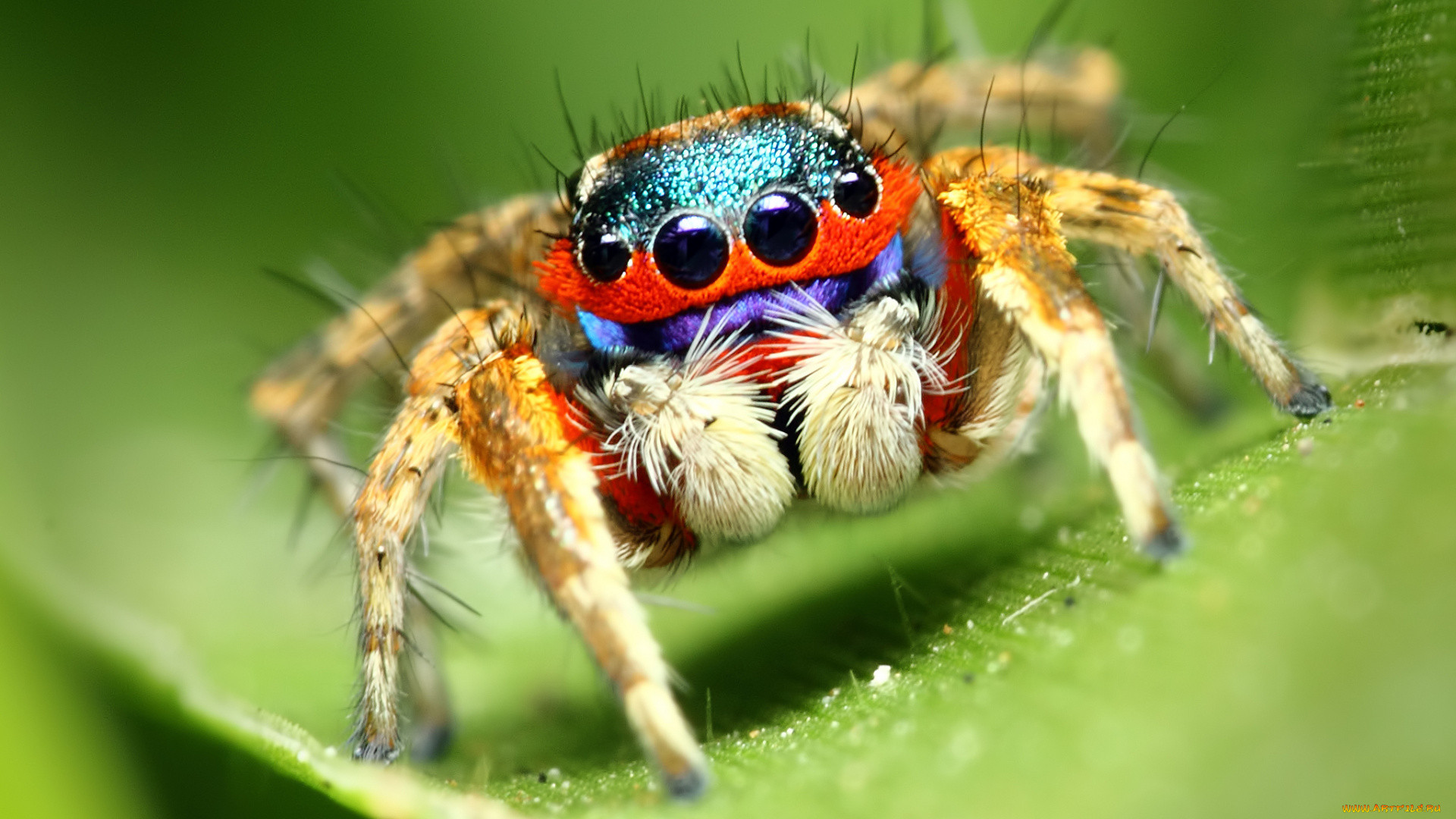 животные, пауки, макросъемка, паук, глаза