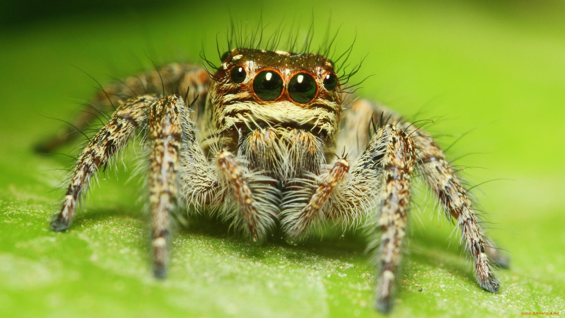 животные, пауки, паук, глаза, макросъемка
