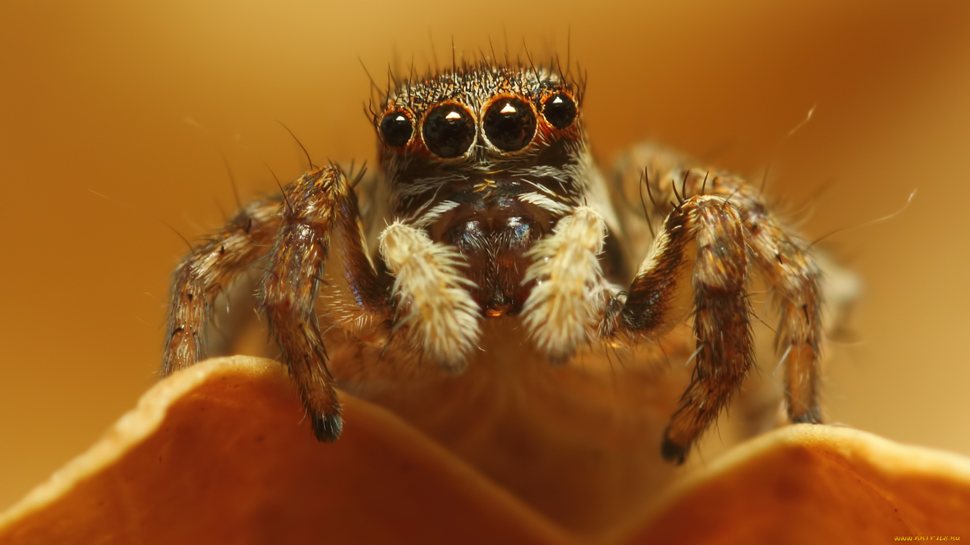 животные, пауки, паук, макросъемка, глаза
