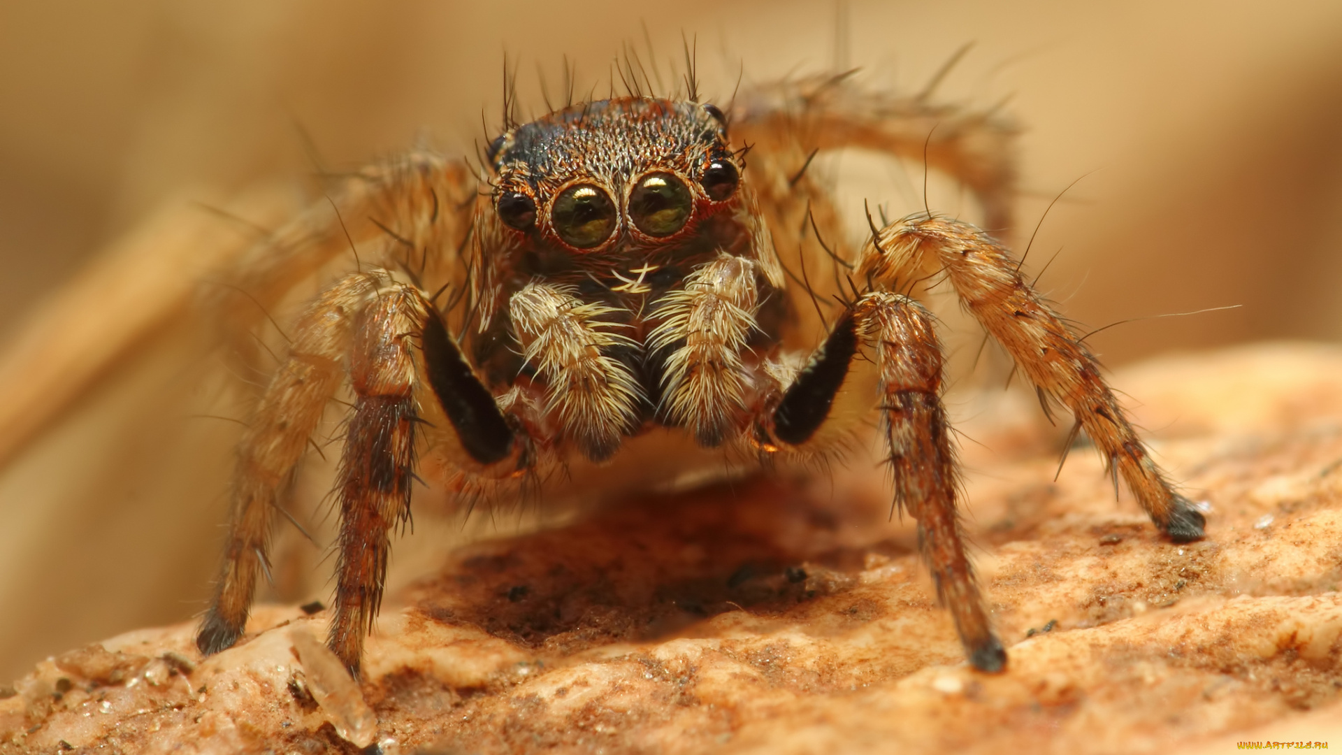 животные, пауки, паук, макросъемка, глаза