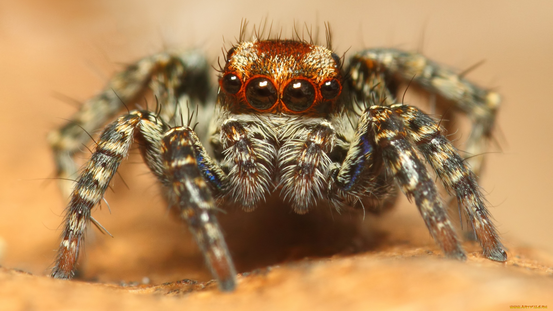 животные, пауки, паук, макросъемка, глаза