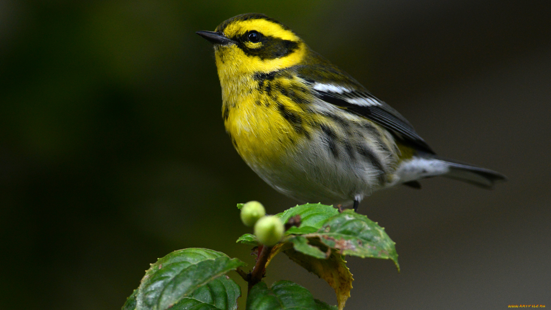 животные, птицы, птица, листья