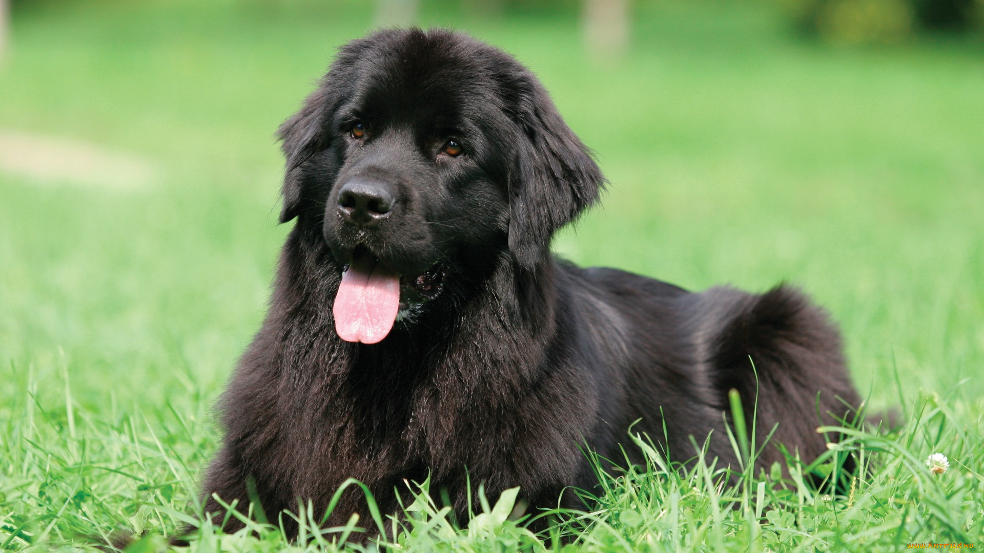 животные, собаки, черный, ньюфаундленд, водолаз, собака, язык, трава