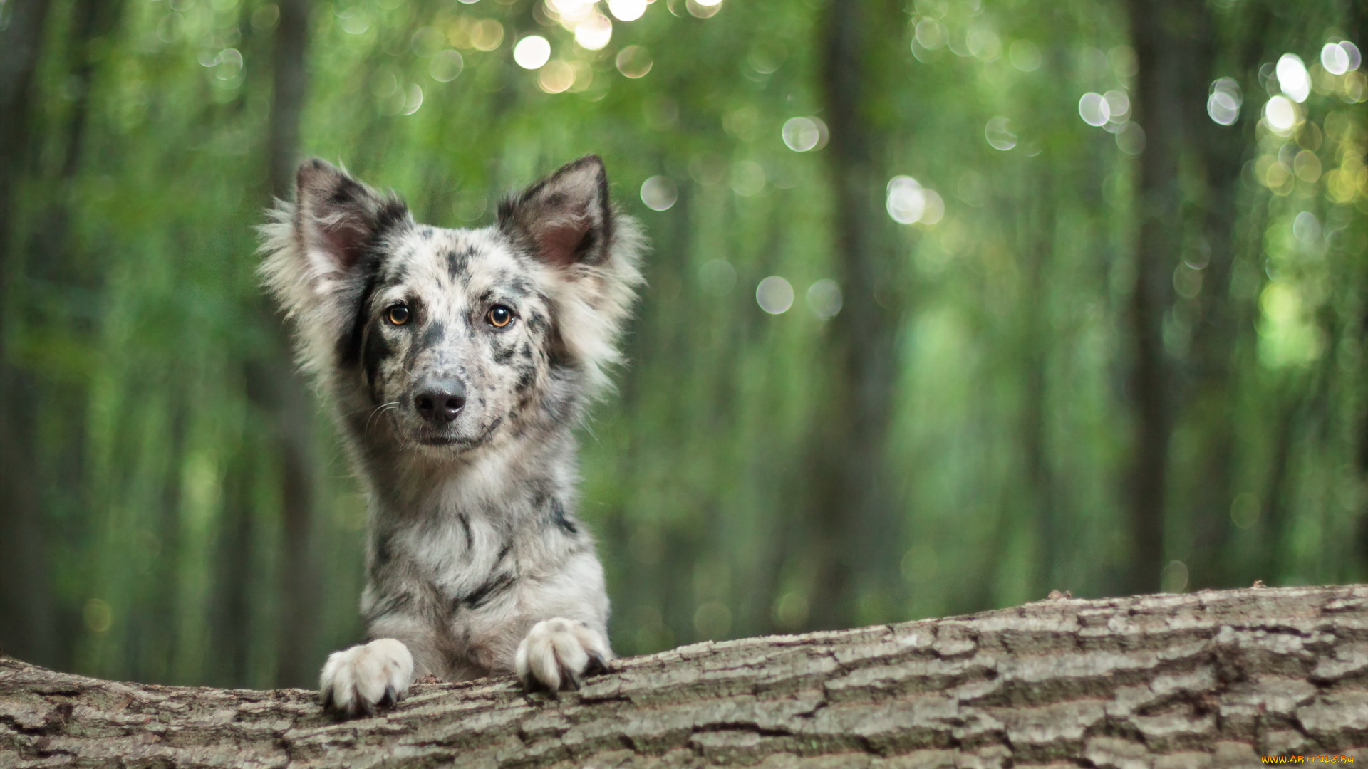 животные, собаки, друг, взгляд, собака, бревно, лес