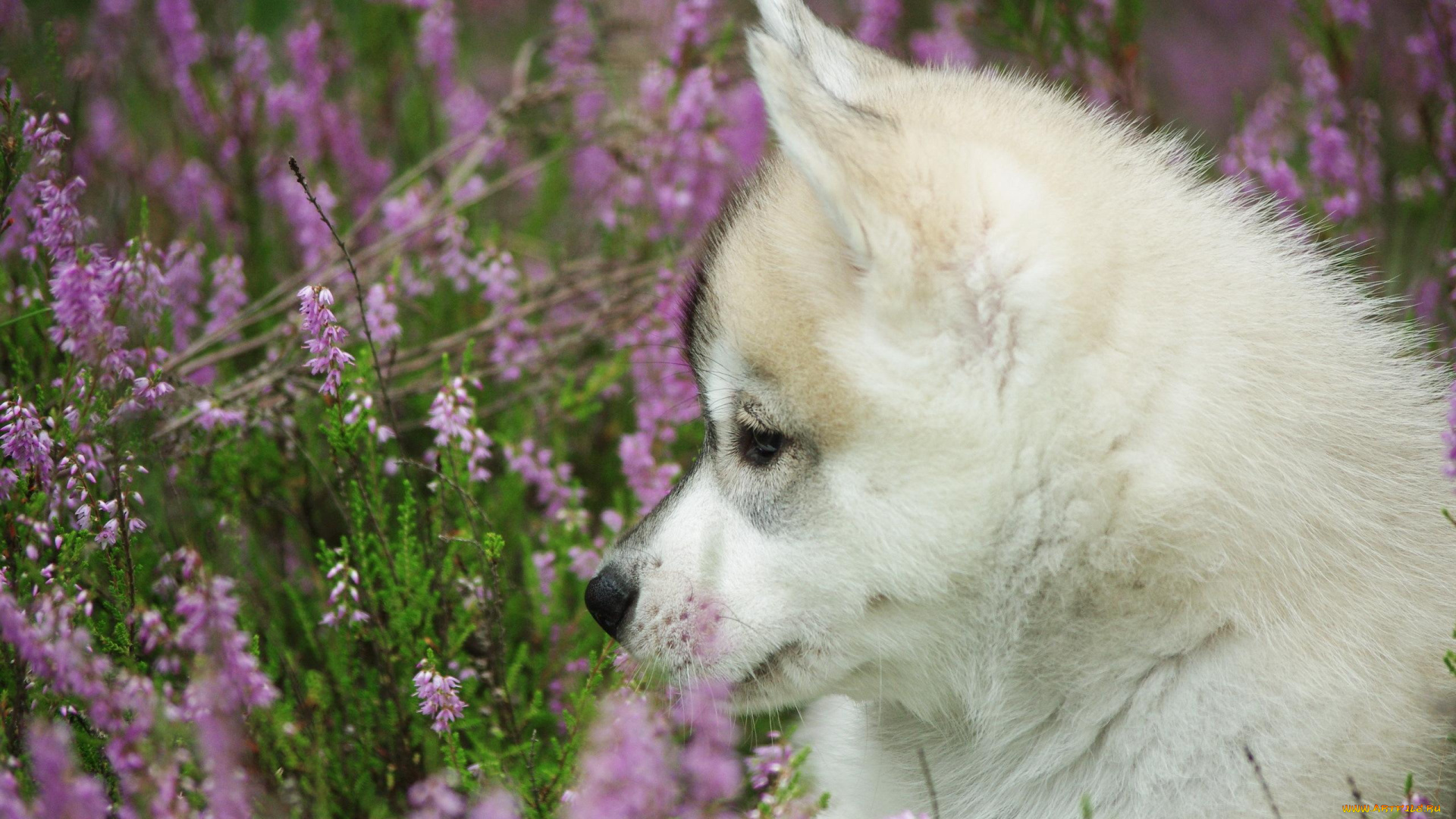 животные, собаки, полевые, цветы, щенок, лайка, луг