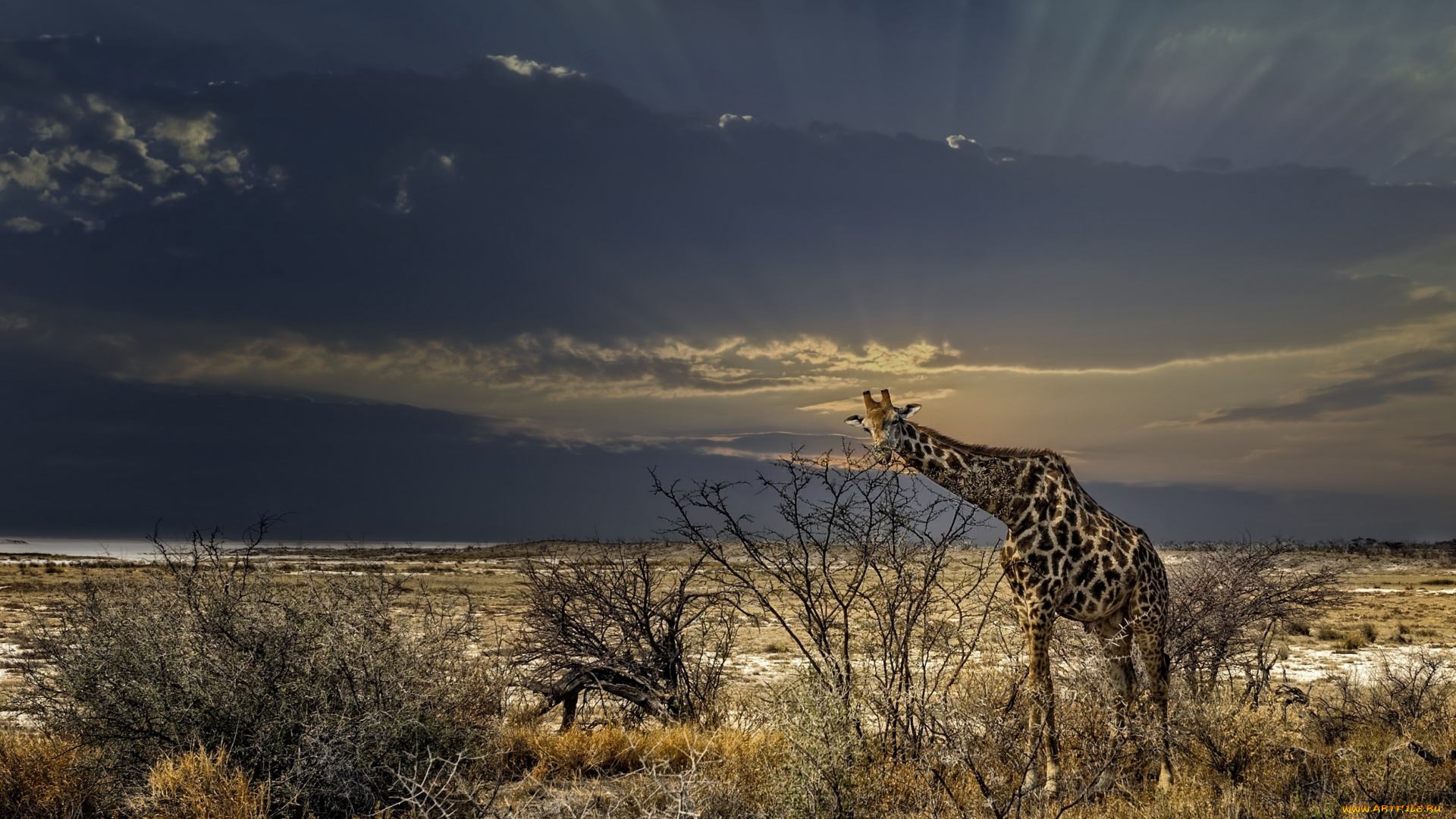 животные, жирафы, дикая, природа, кусты, трава, жираф