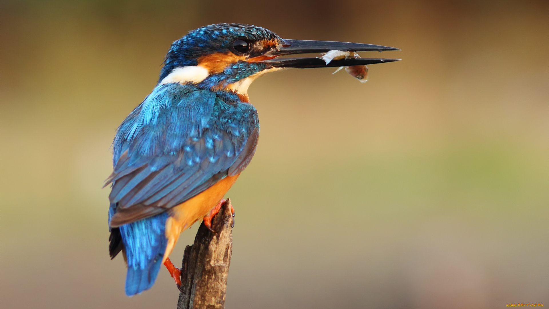 животные, зимородки, рыболов