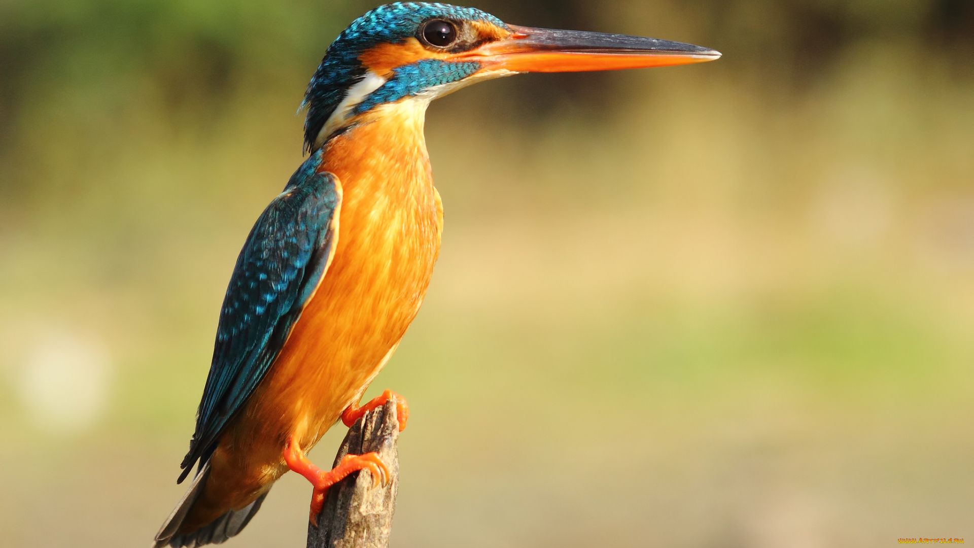 животные, зимородки, рыболов