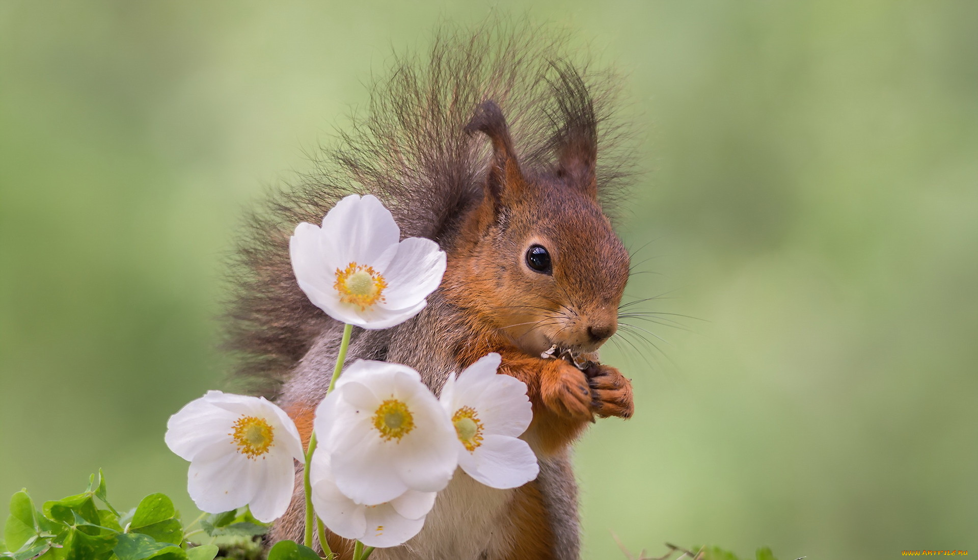 животные, белки, природа, цветы, белка