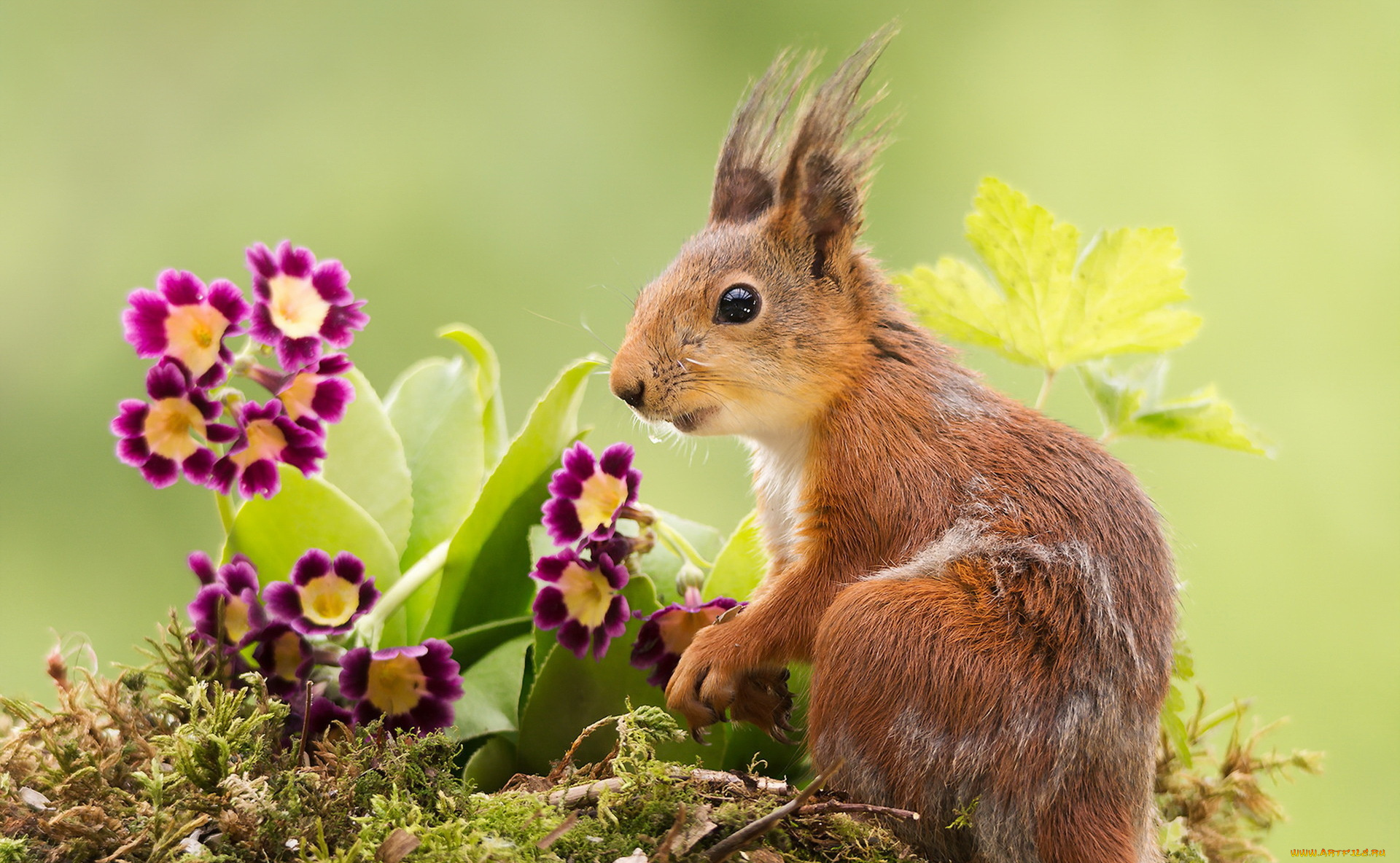 животные, белки, природа, белка, цветы