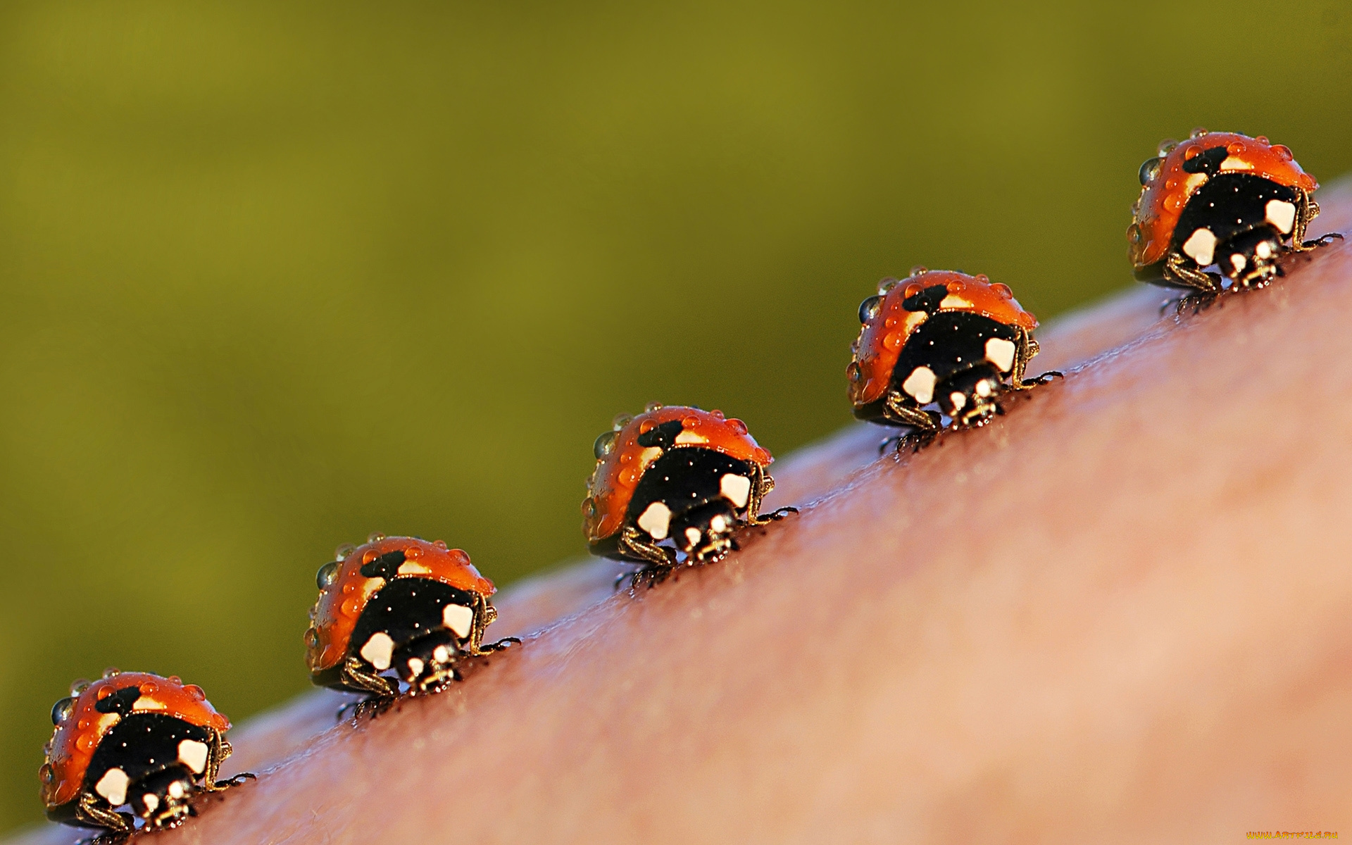 животные, божьи, коровки, насекомие, роса, капли