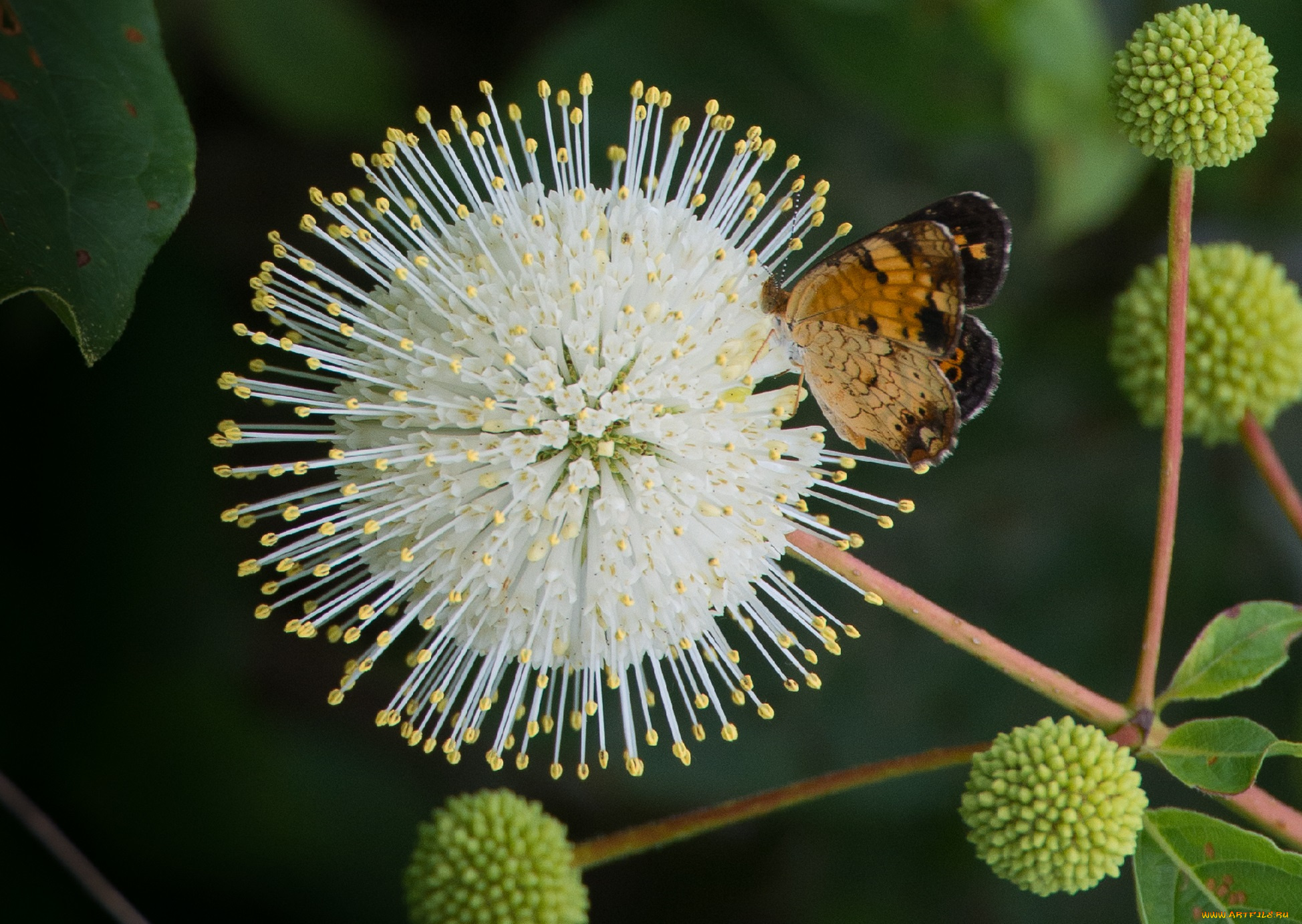 животные, бабочки, , мотыльки, , моли, бабочка, цветок