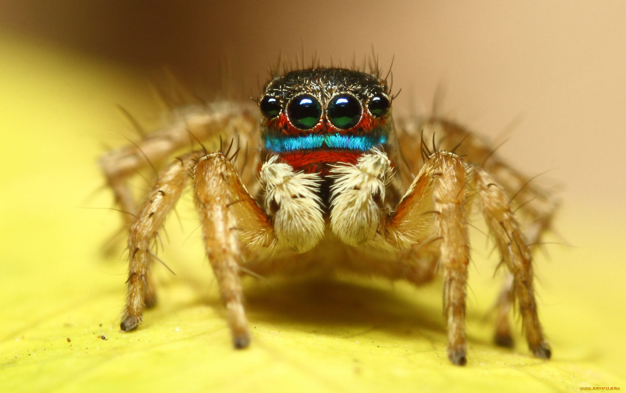 животные, пауки, макросъемка, глаза, паук