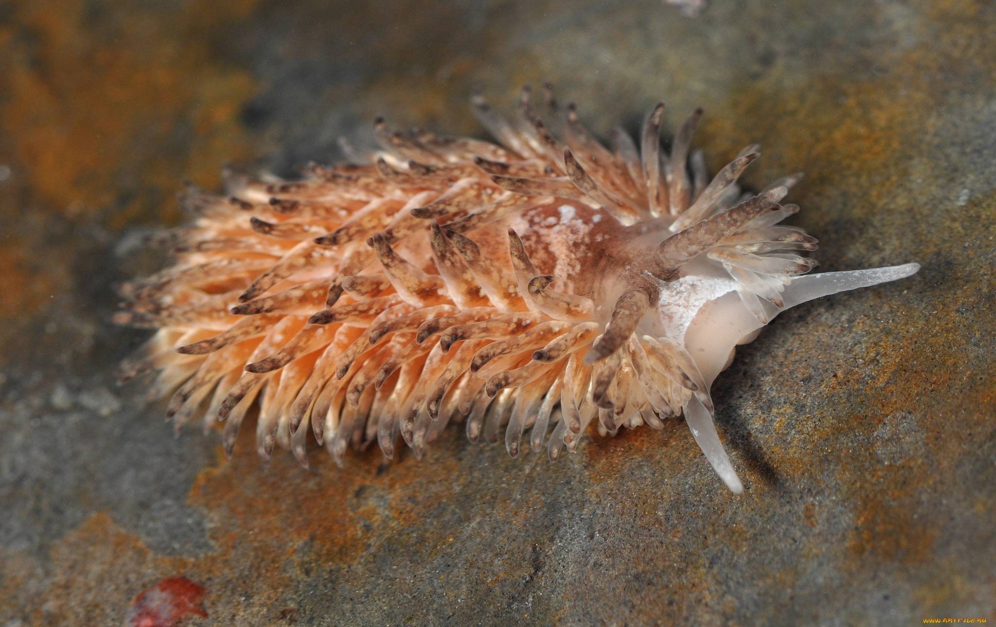 животные, морская, фауна, слизень, морской