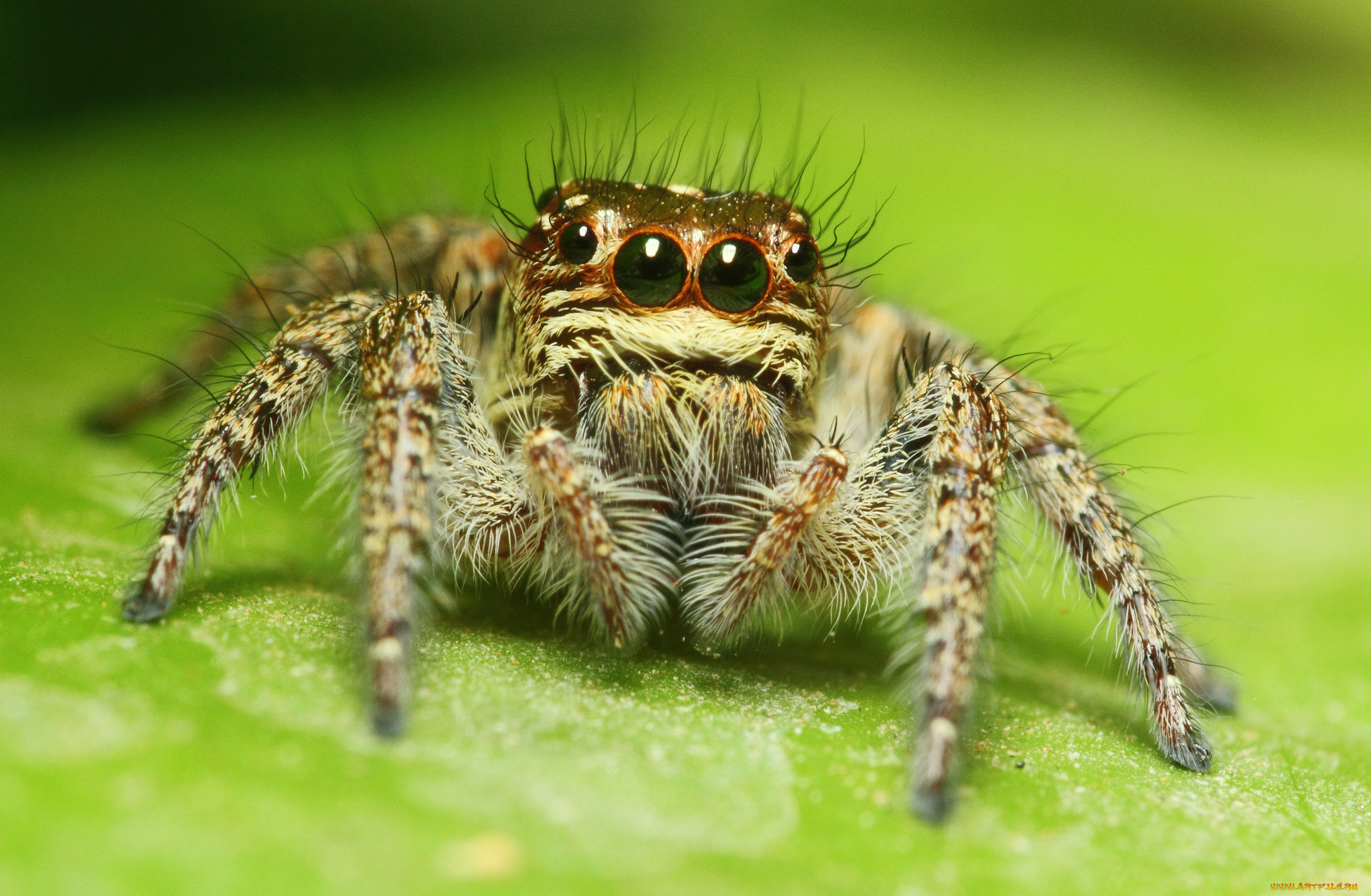 животные, пауки, паук, глаза, макросъемка