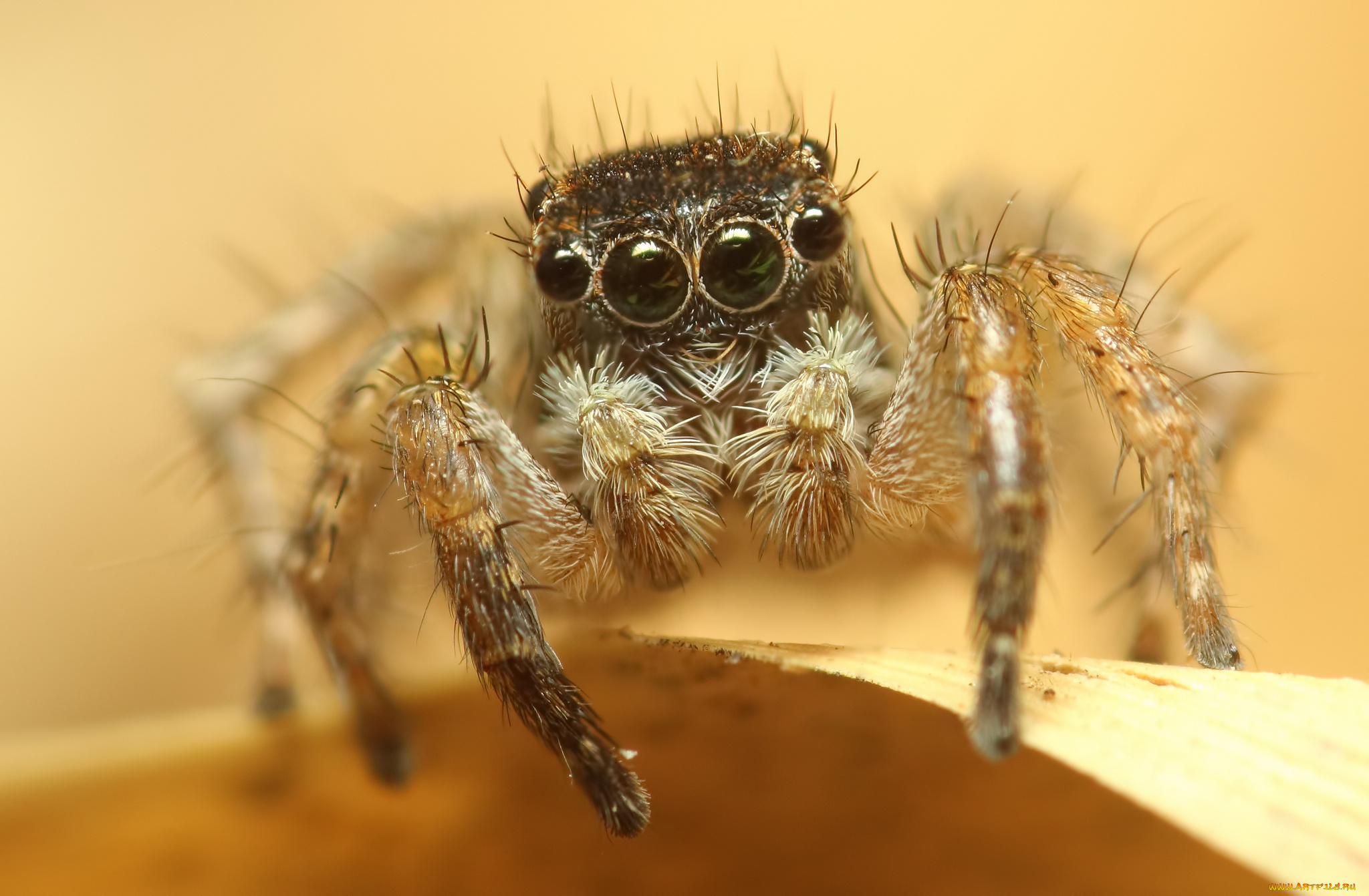 животные, пауки, макросъемка, глаза, паук