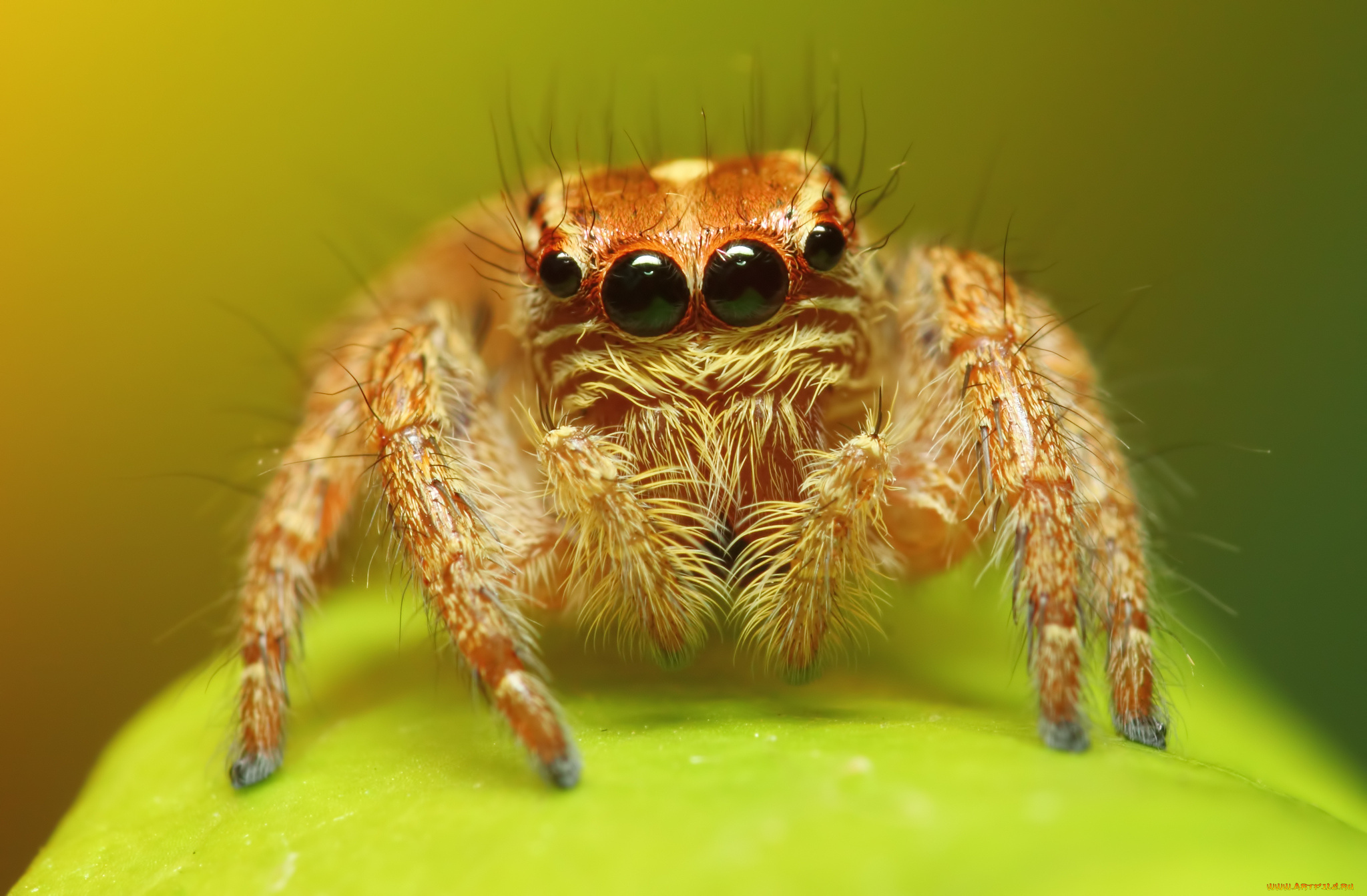 животные, пауки, глаза, паук, макросъемка